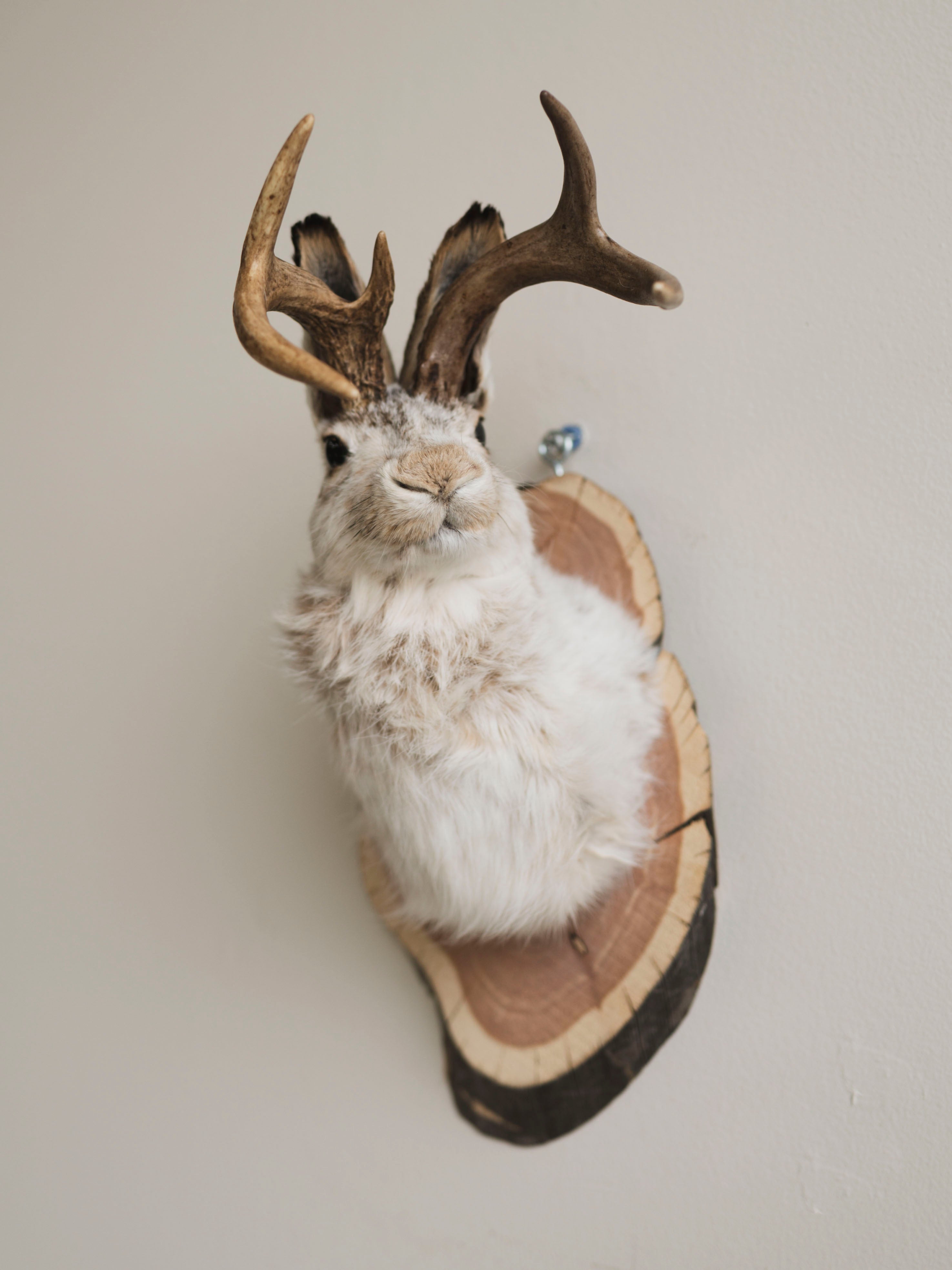 Jackalope Taxidermy (Maris), TA388