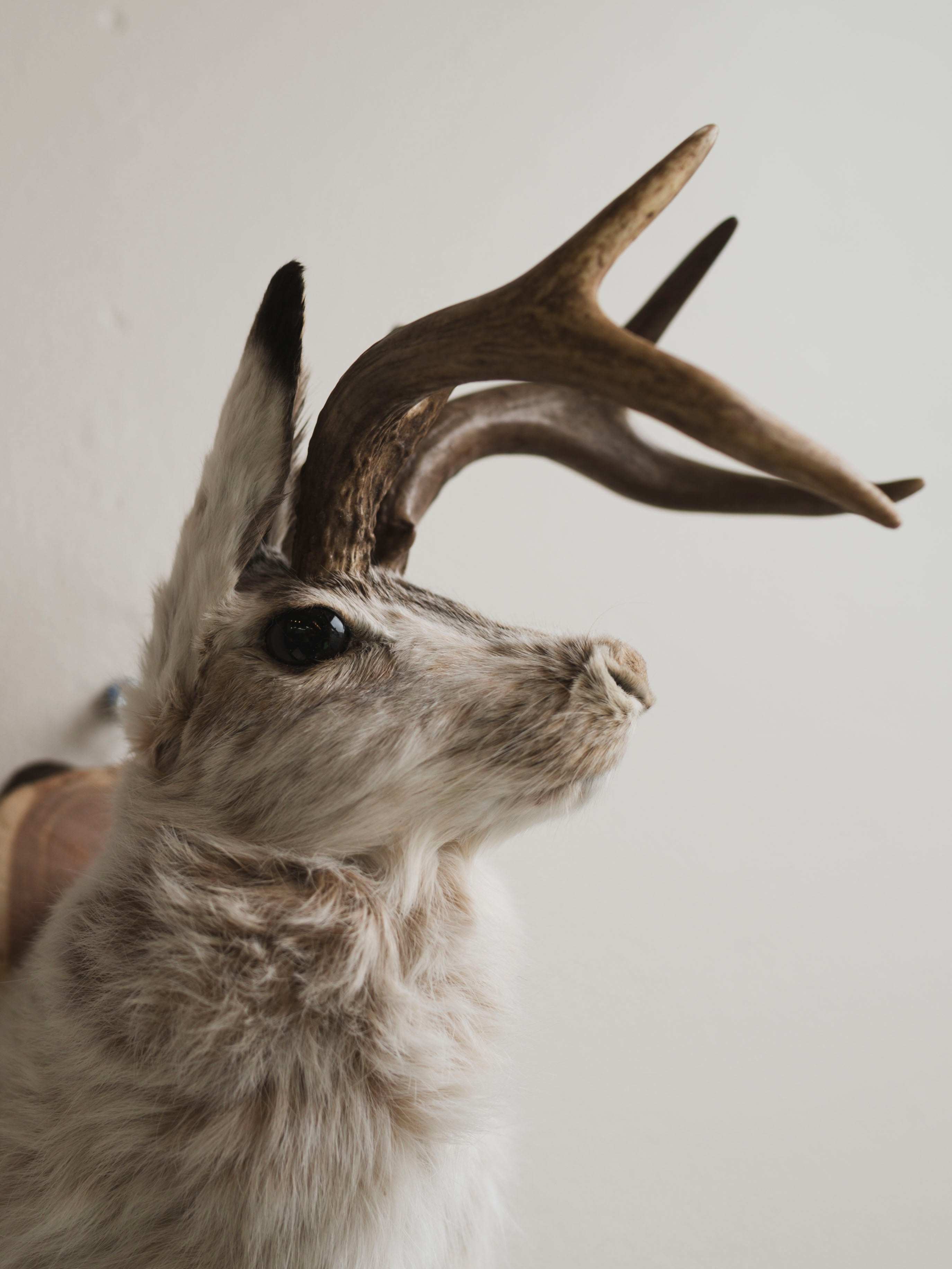 Jackalope Taxidermy (Maris), TA388