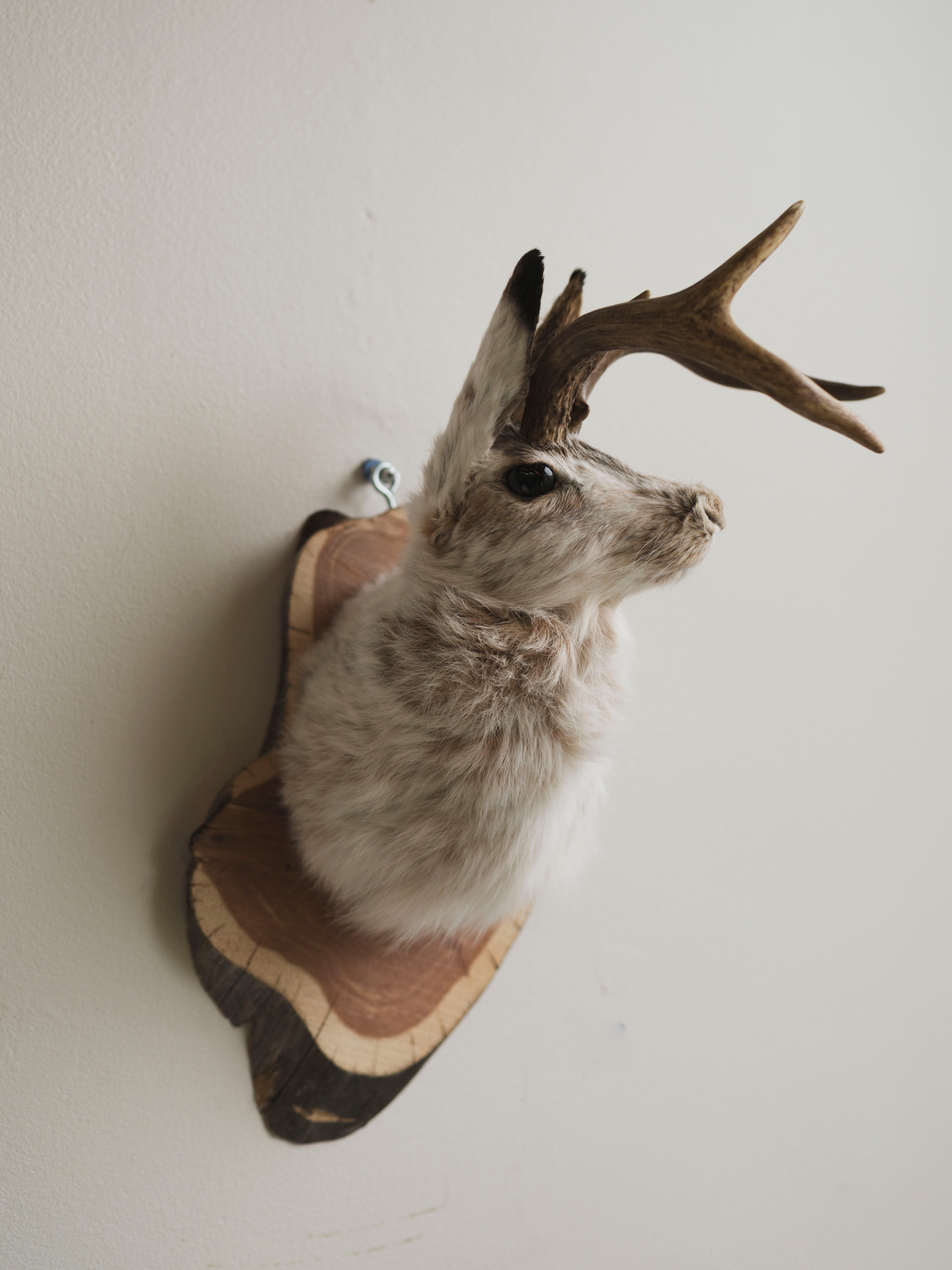 Jackalope Taxidermy (Maris), TA388