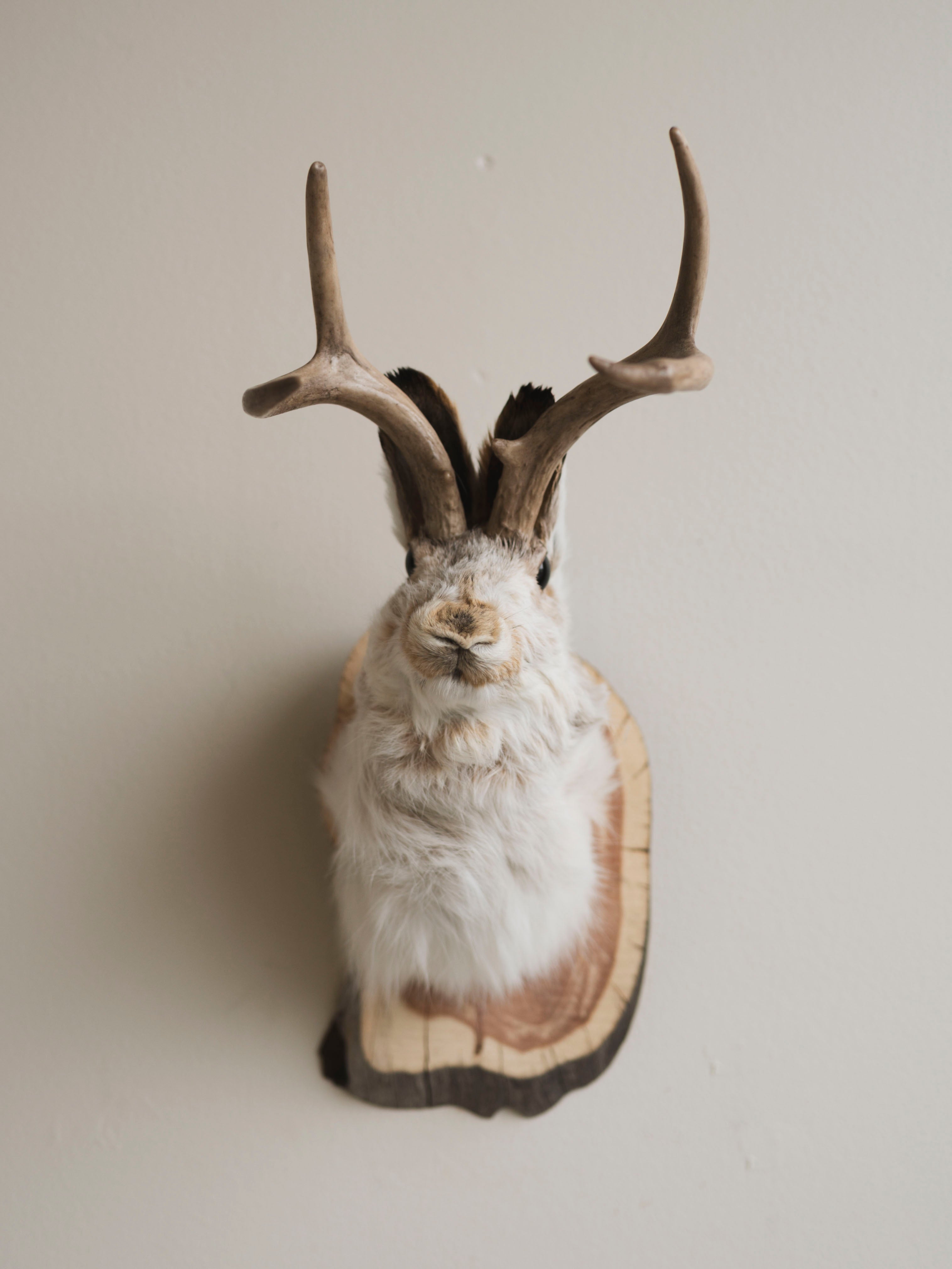 Jackalope Taxidermy (Alyssa), TA386