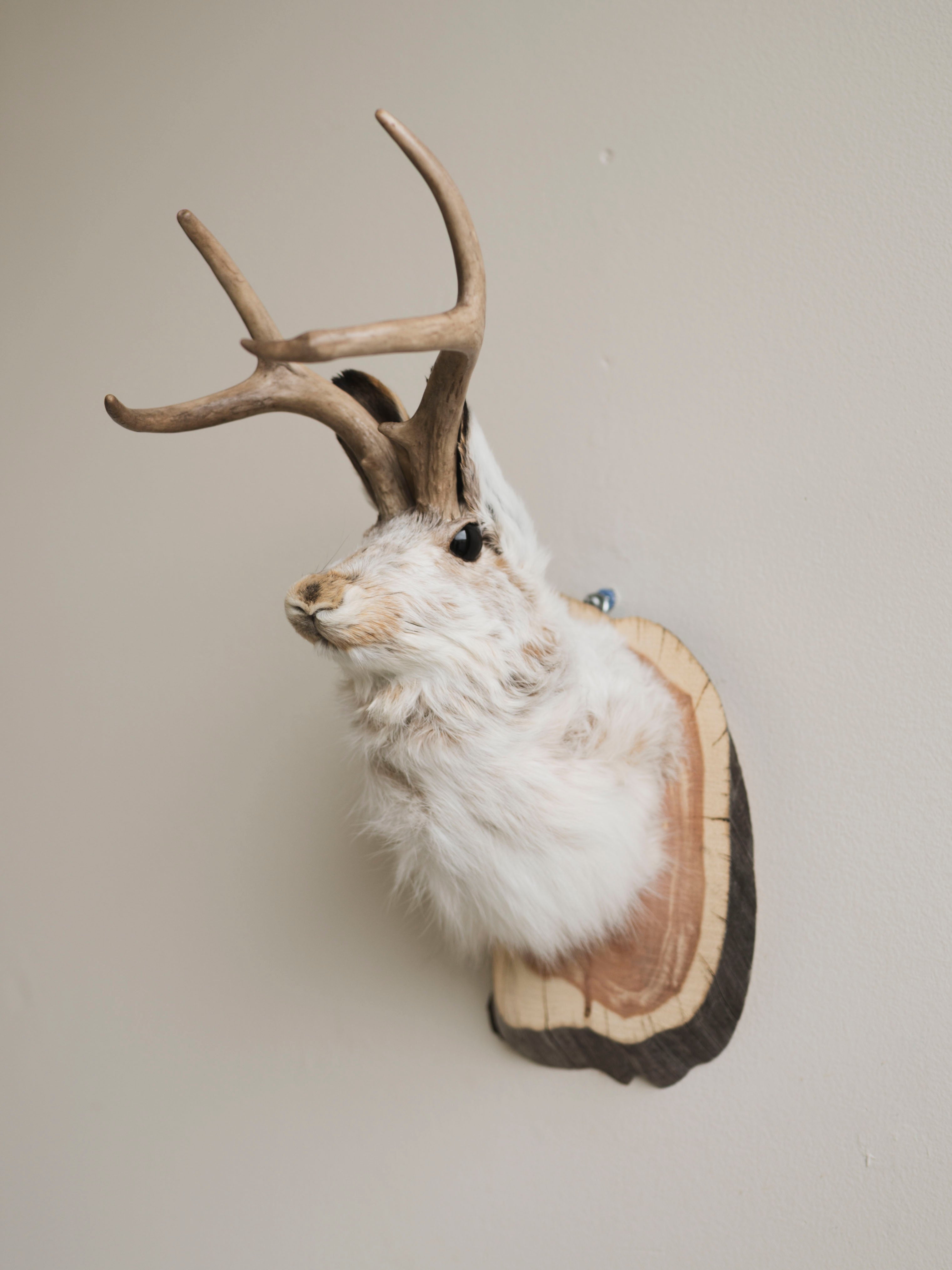 Jackalope Taxidermy (Alyssa), TA386
