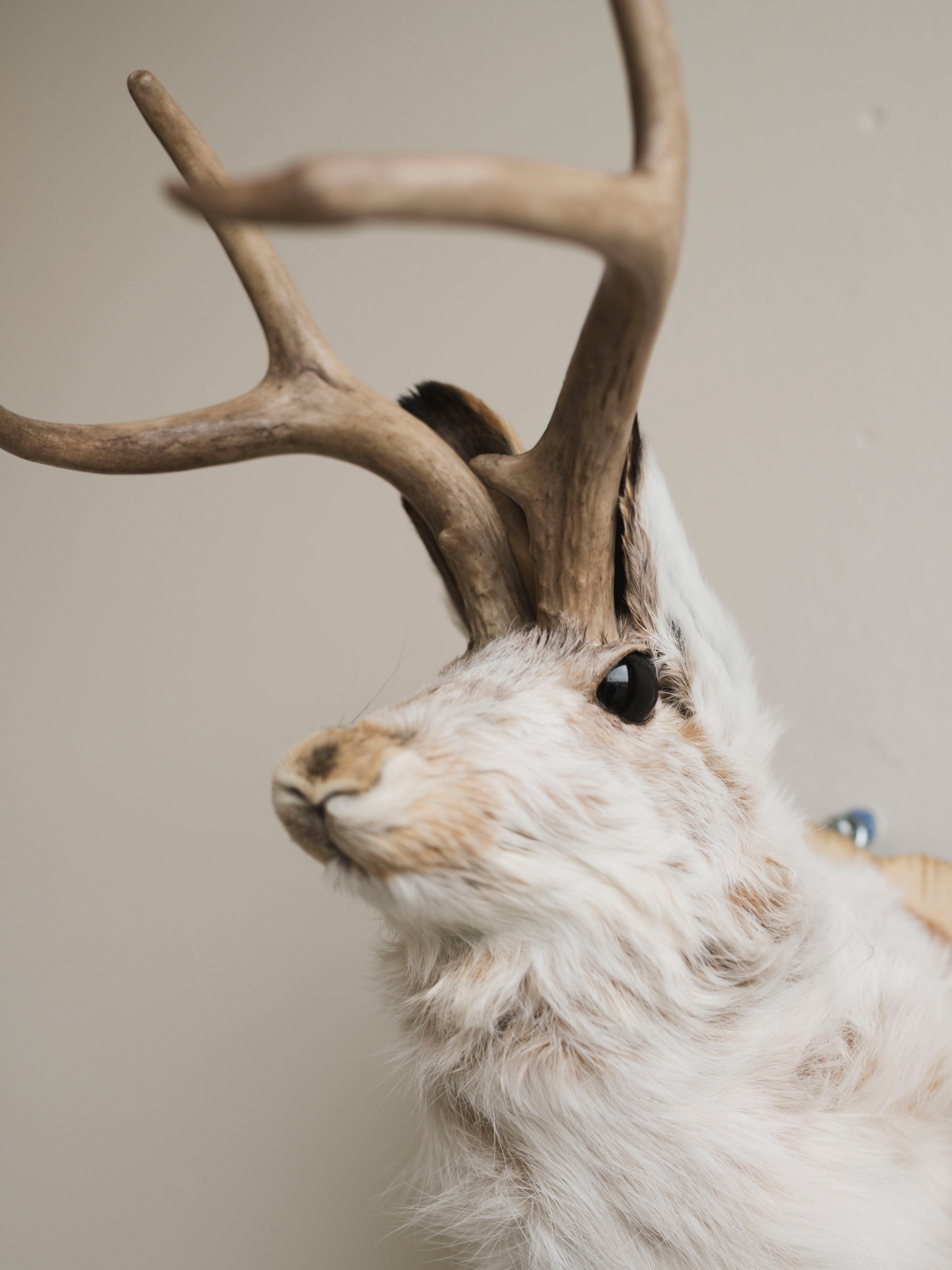 Jackalope Taxidermy (Alyssa), TA386