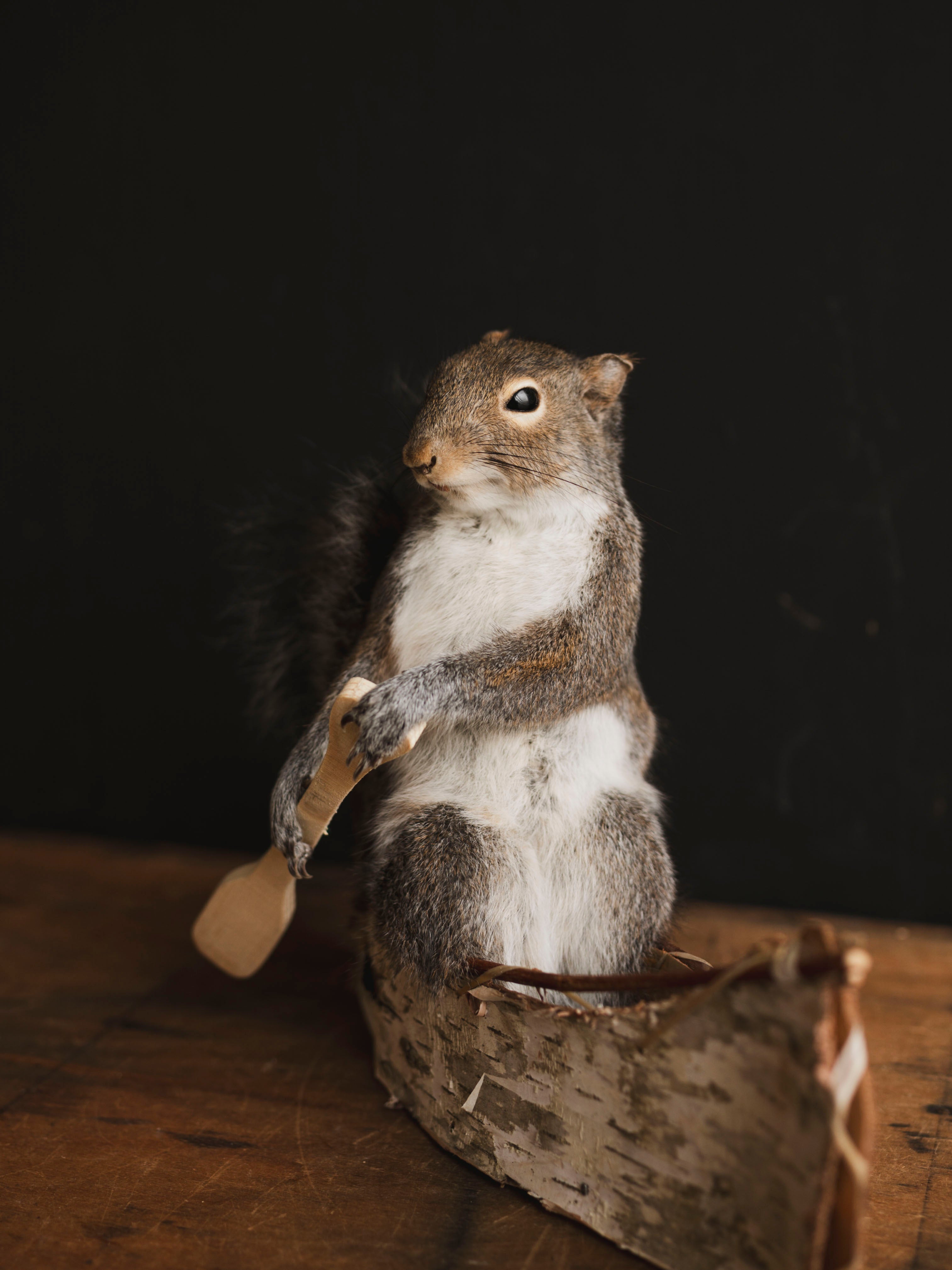 Canoe Squirrel Taxidermy (Athos), TA431
