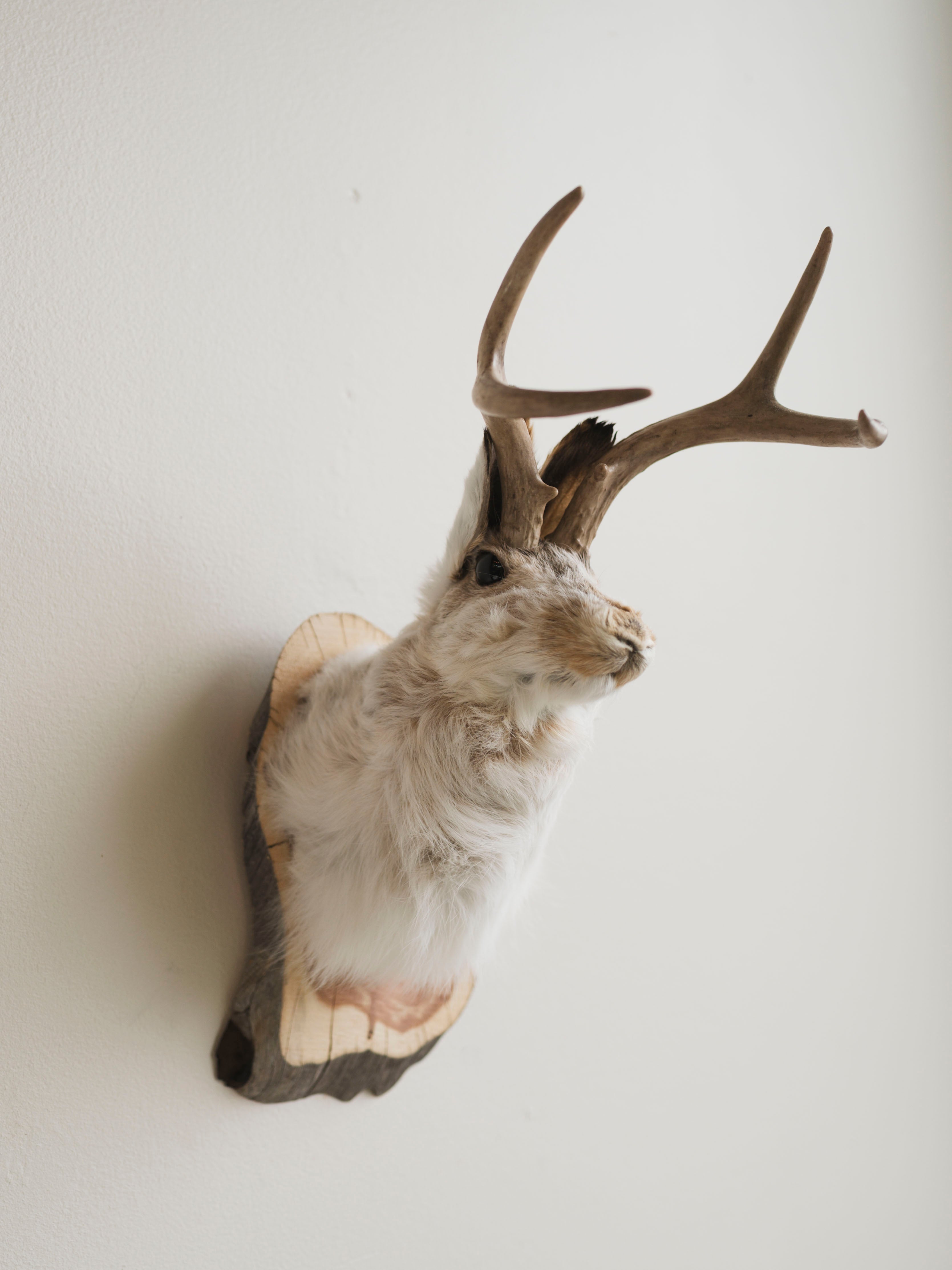 Jackalope Taxidermy (Alyssa), TA386