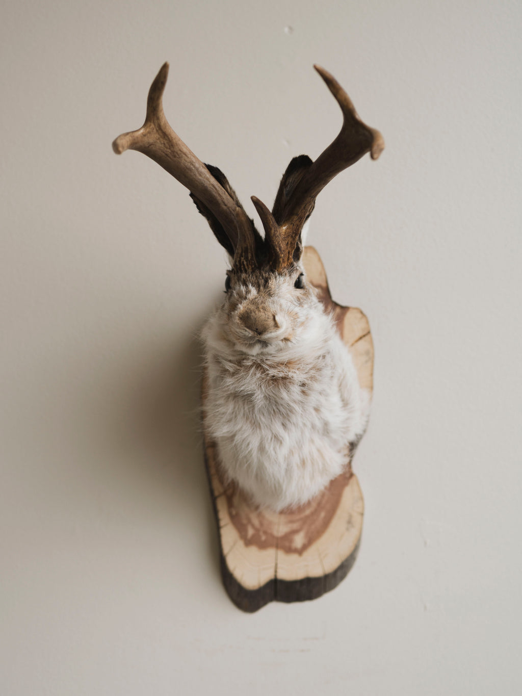 Jackalope Taxidermy (Martin), TA383