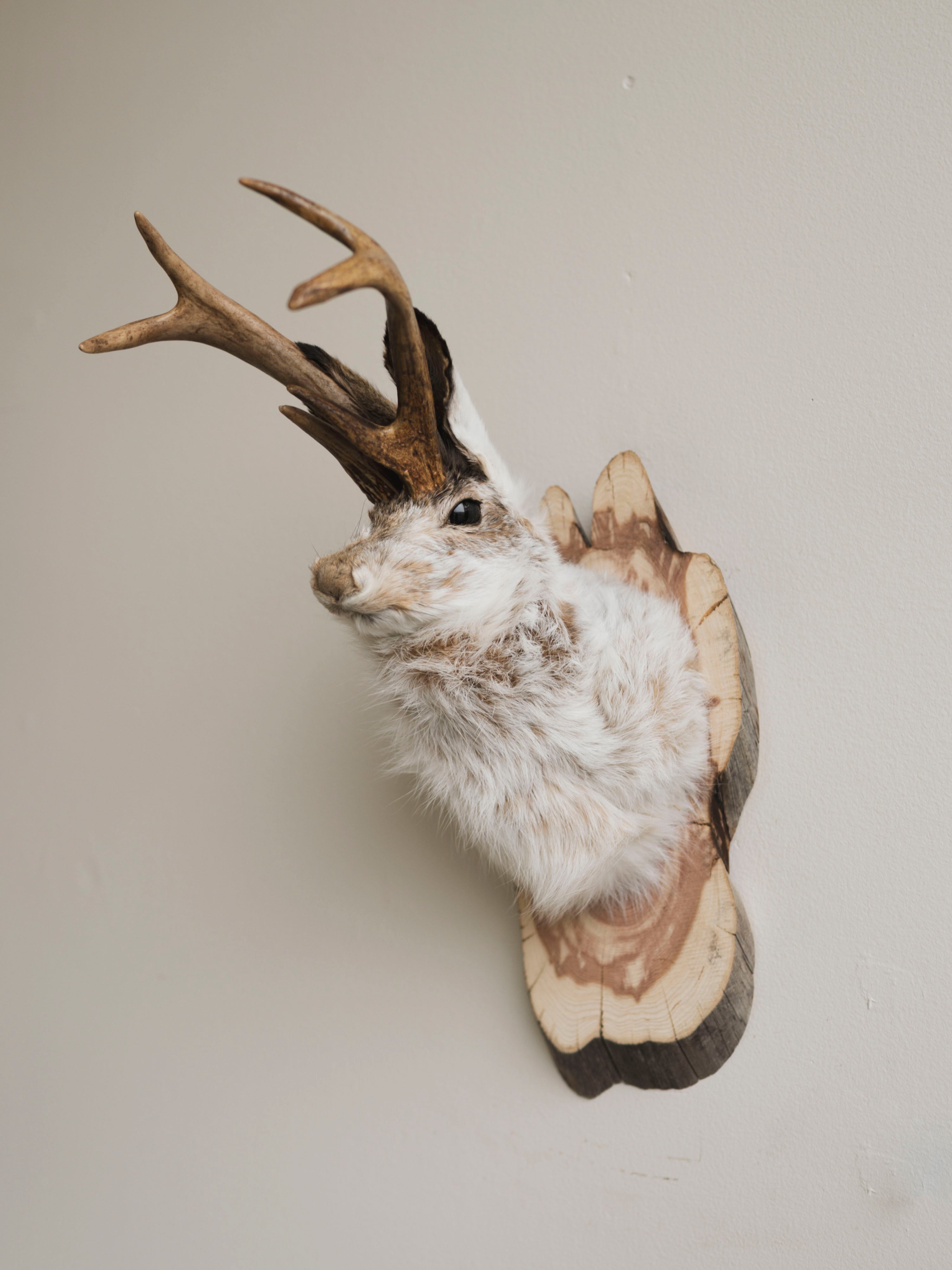 Jackalope Taxidermy (Martin), TA383