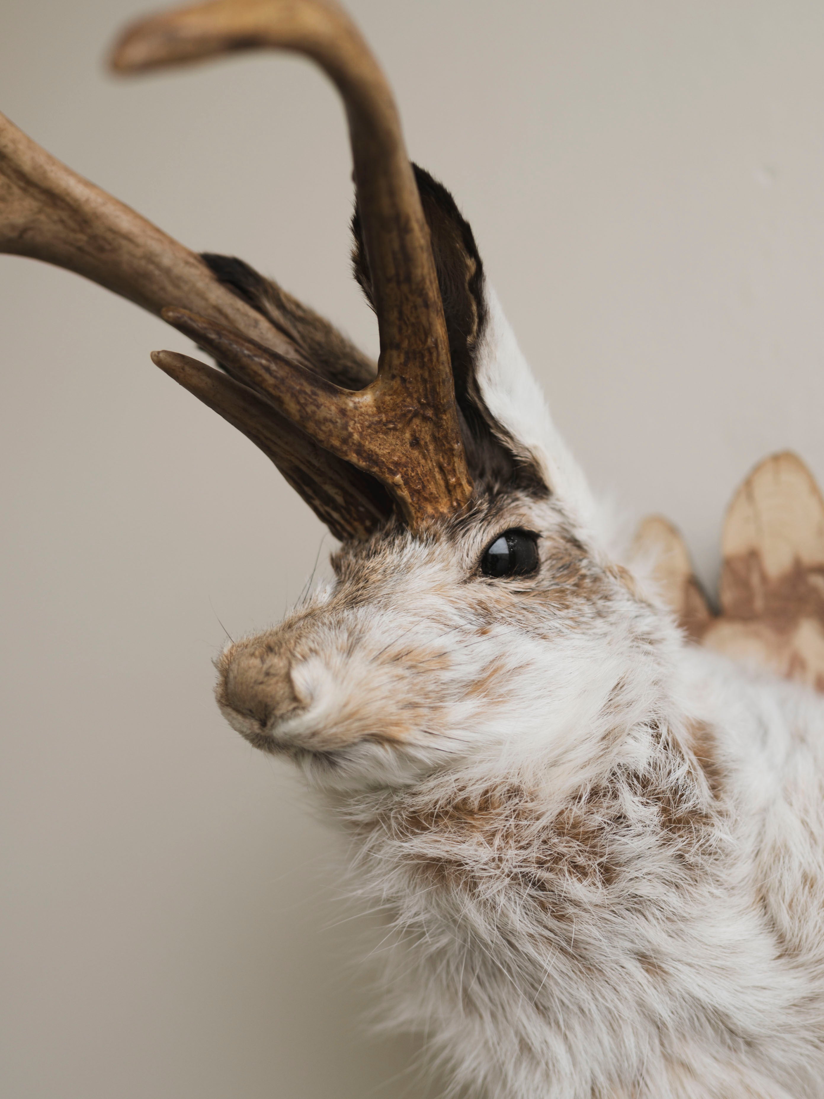 Jackalope Taxidermy (Martin), TA383