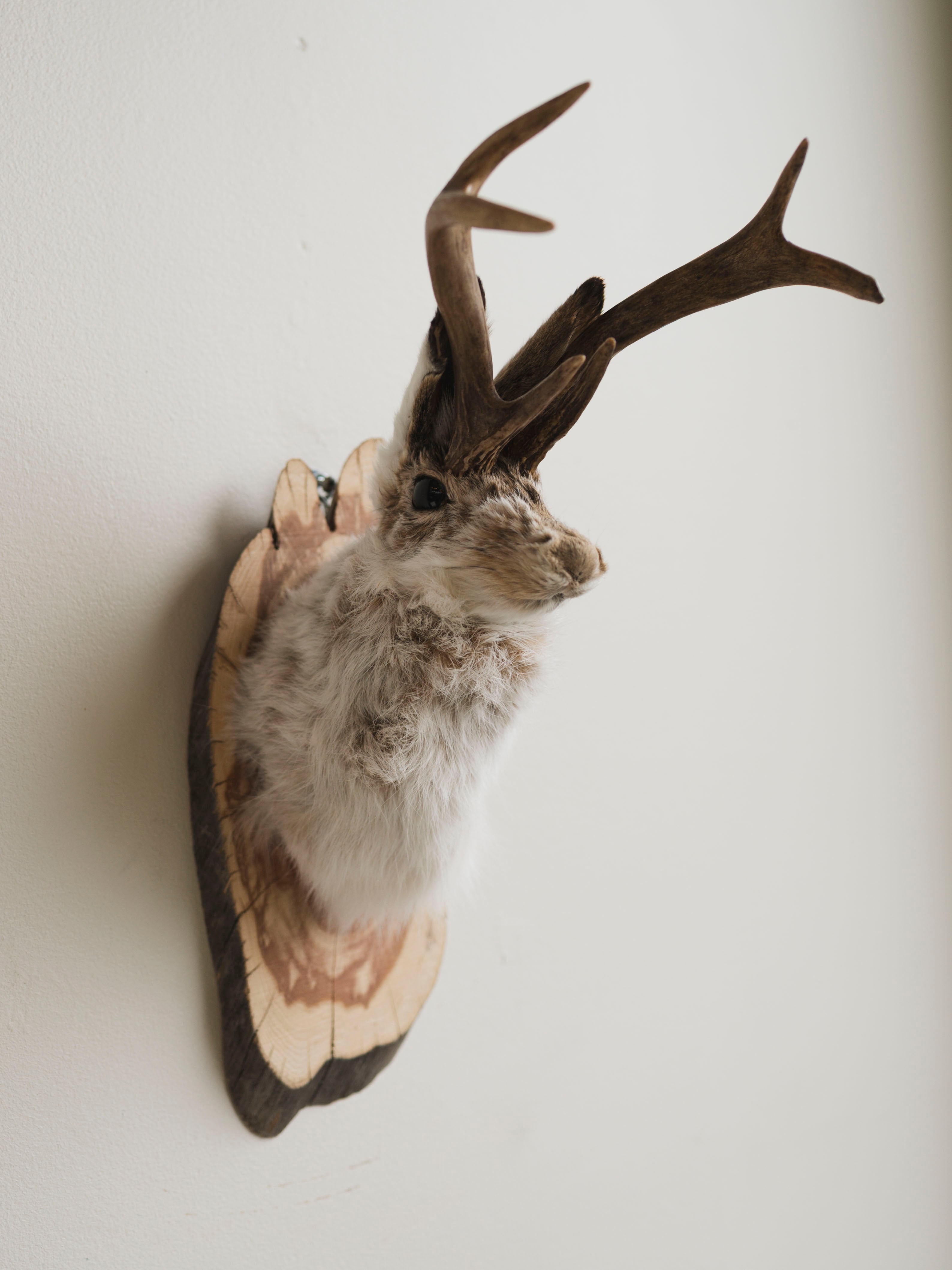 Jackalope Taxidermy (Martin), TA383