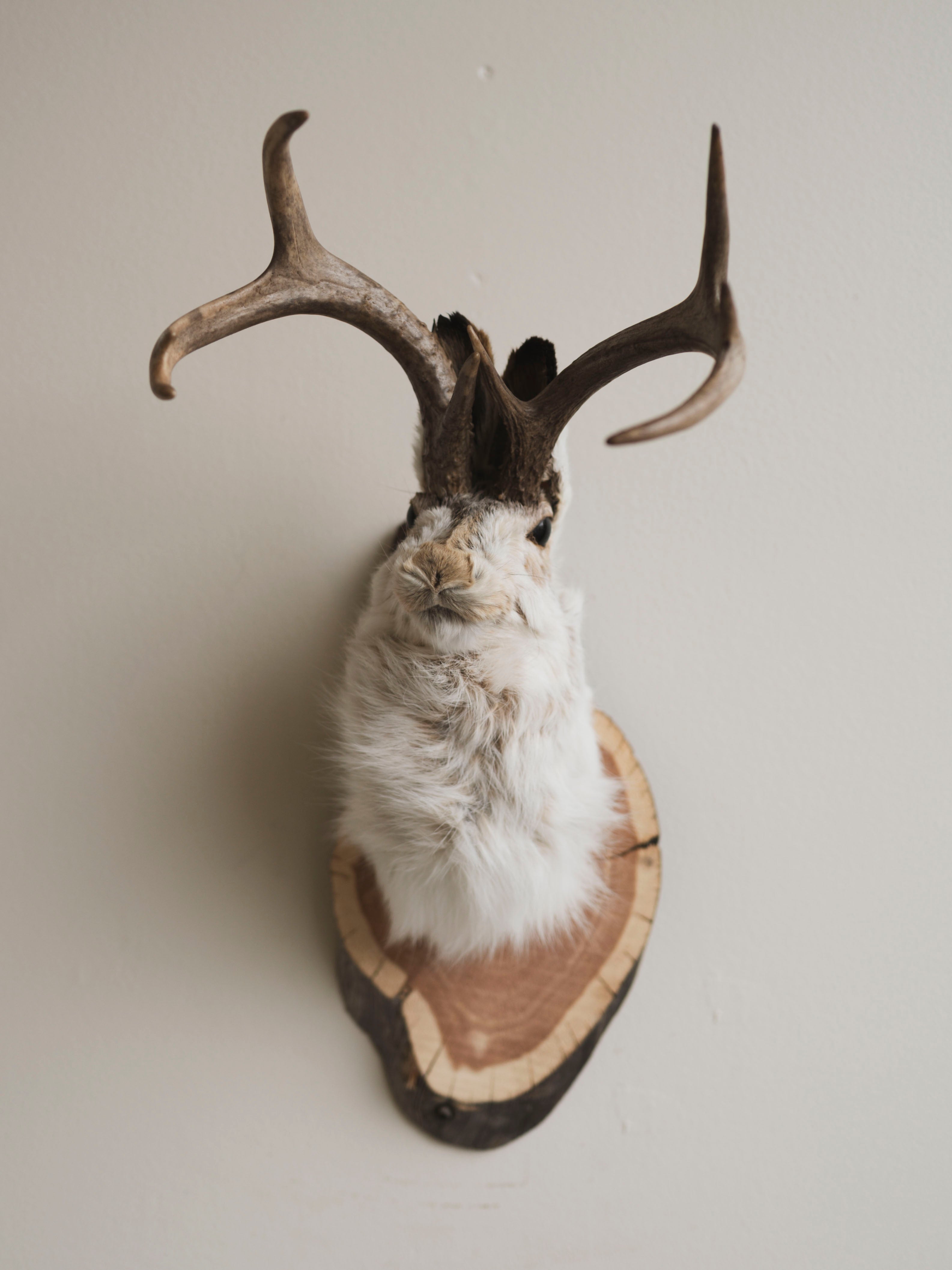 Jackalope Taxidermy (Valarie), TA387