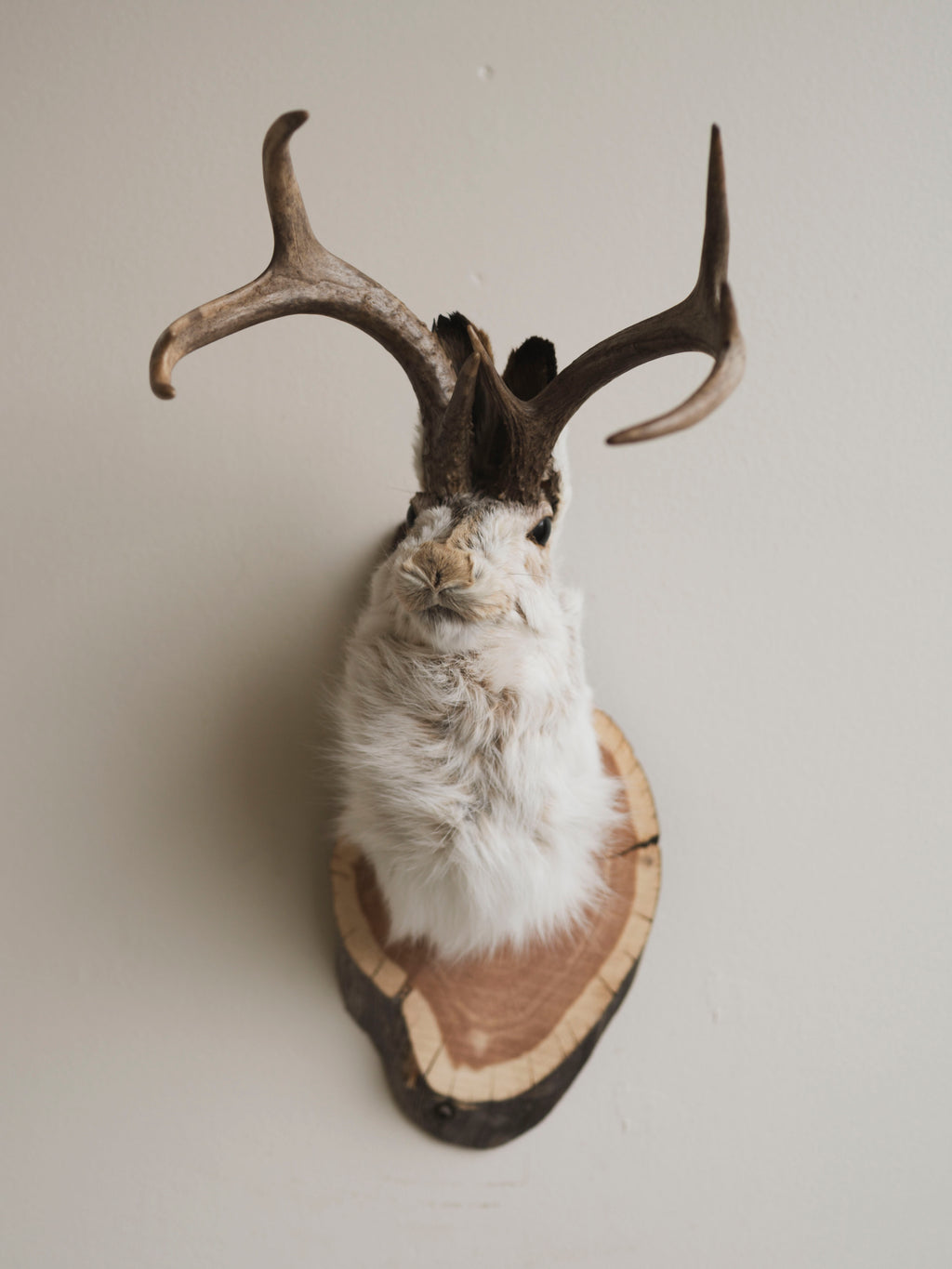 Jackalope Taxidermy (Valarie), TA387
