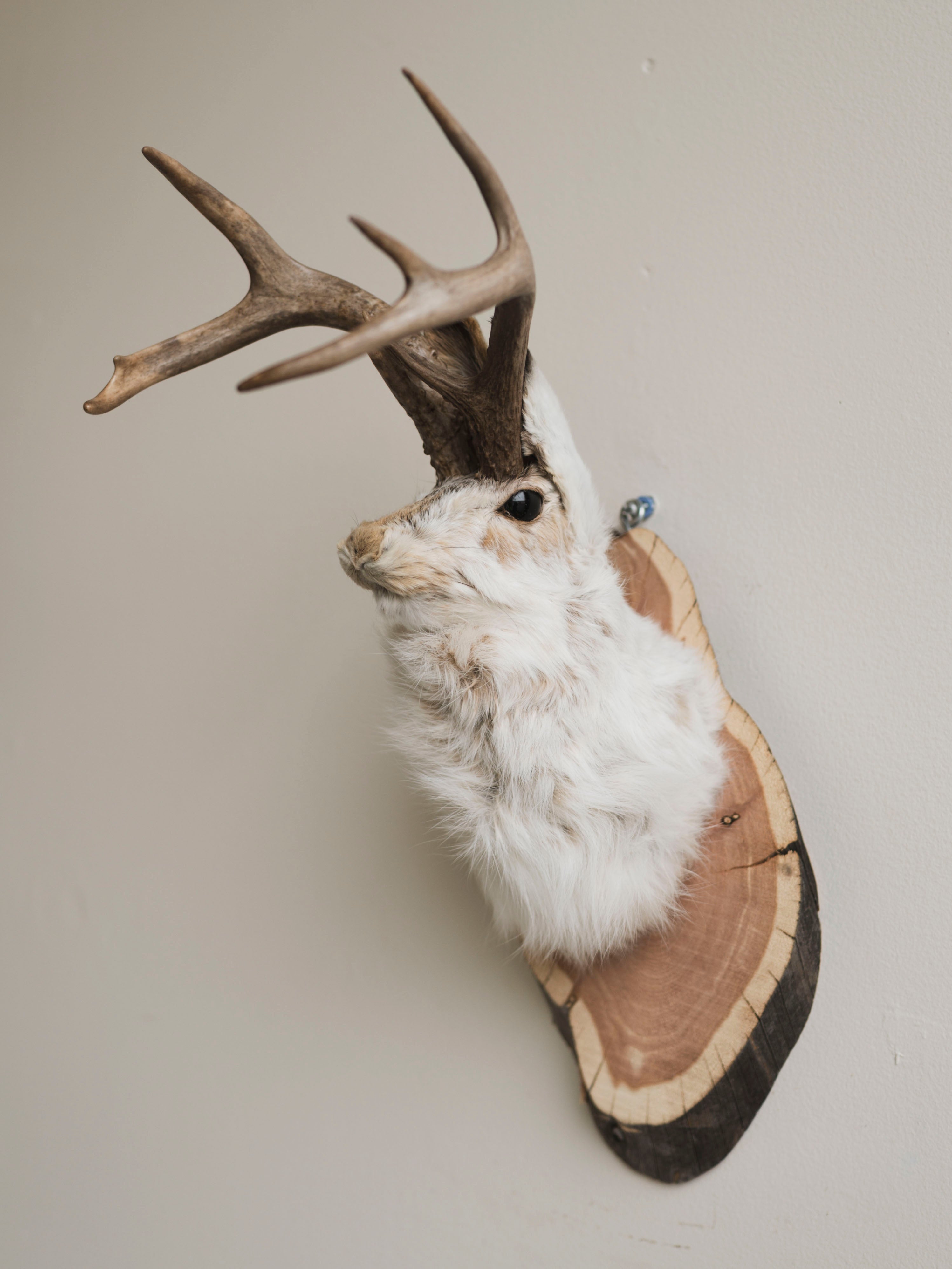 Jackalope Taxidermy (Valarie), TA387