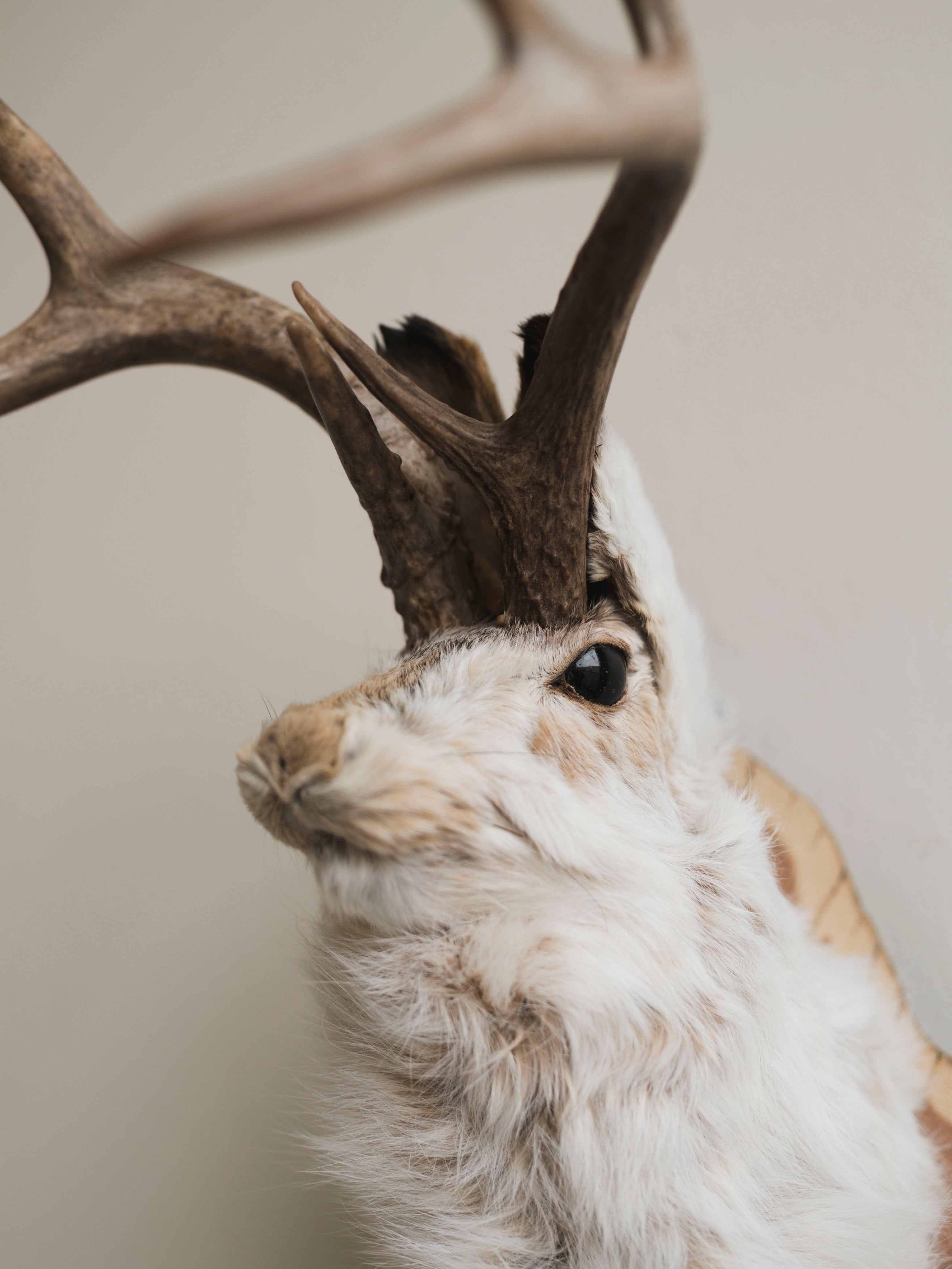 Jackalope Taxidermy (Valarie), TA387