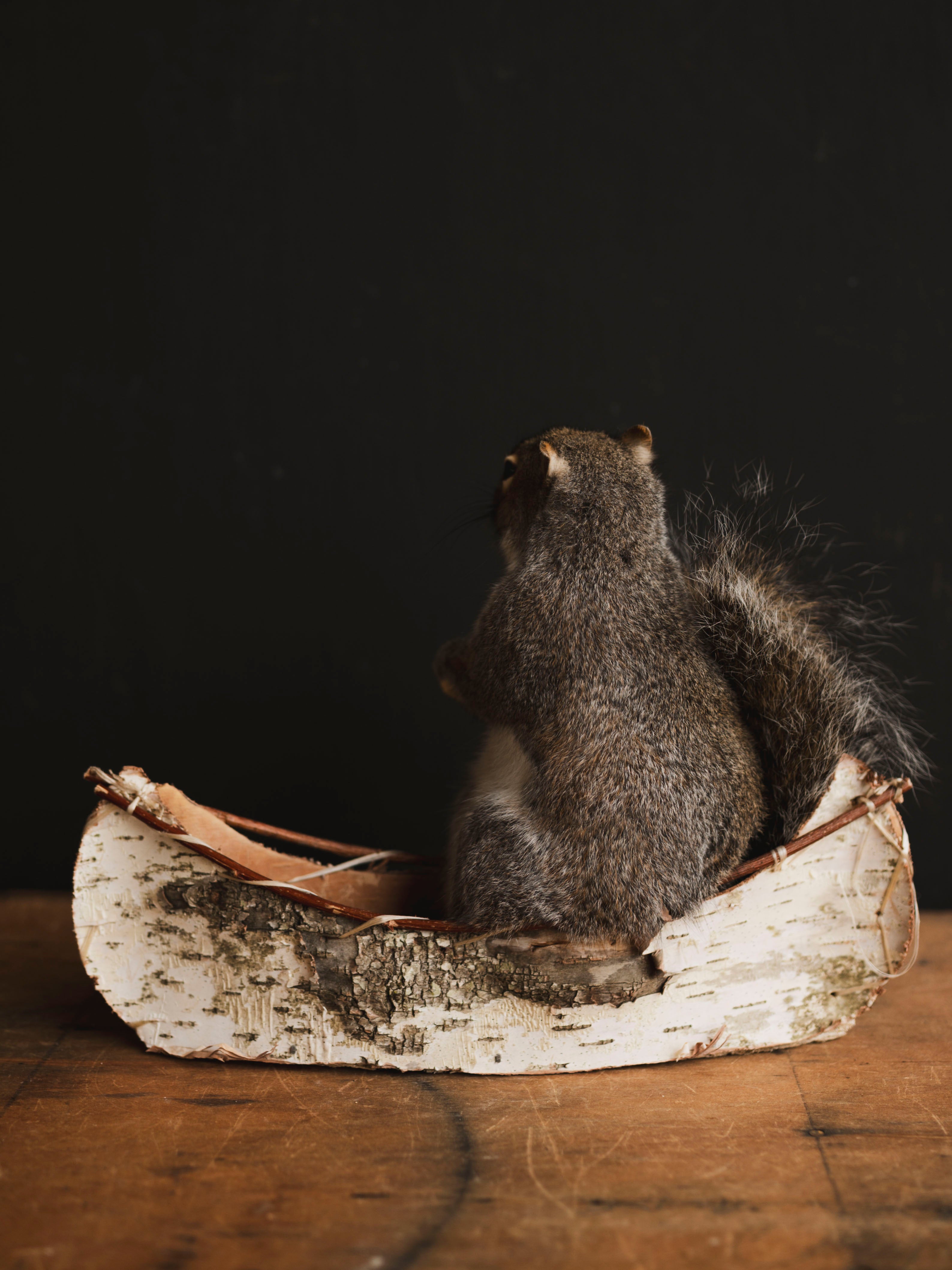 Canoe Squirrel Taxidermy (Athos), TA431