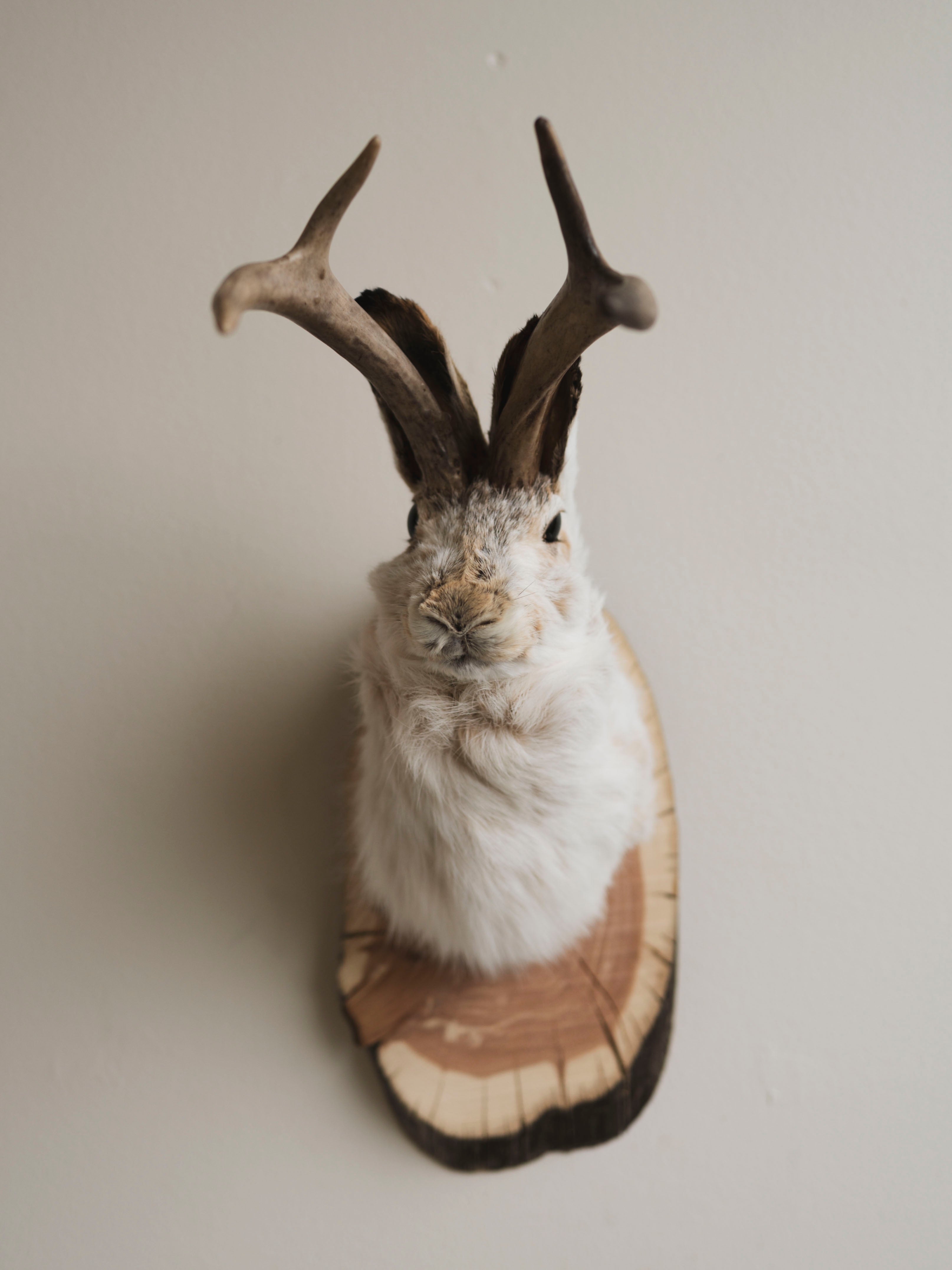 Jackalope Taxidermy (Dan), TA384
