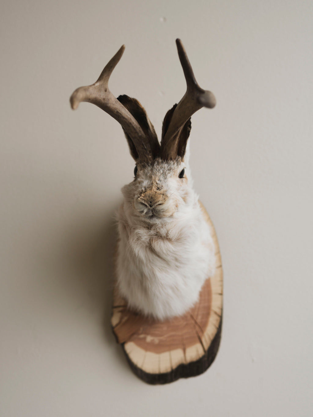 Jackalope Taxidermy (Dan), TA384