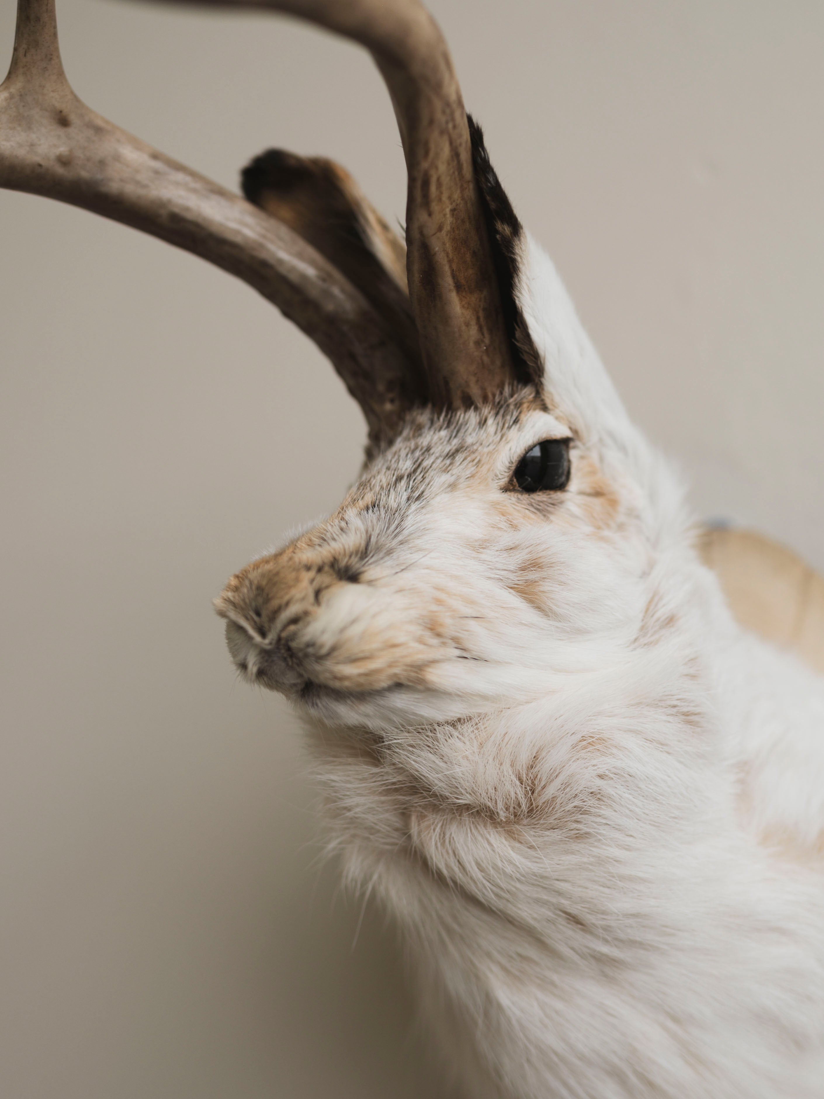 Jackalope Taxidermy (Dan), TA384