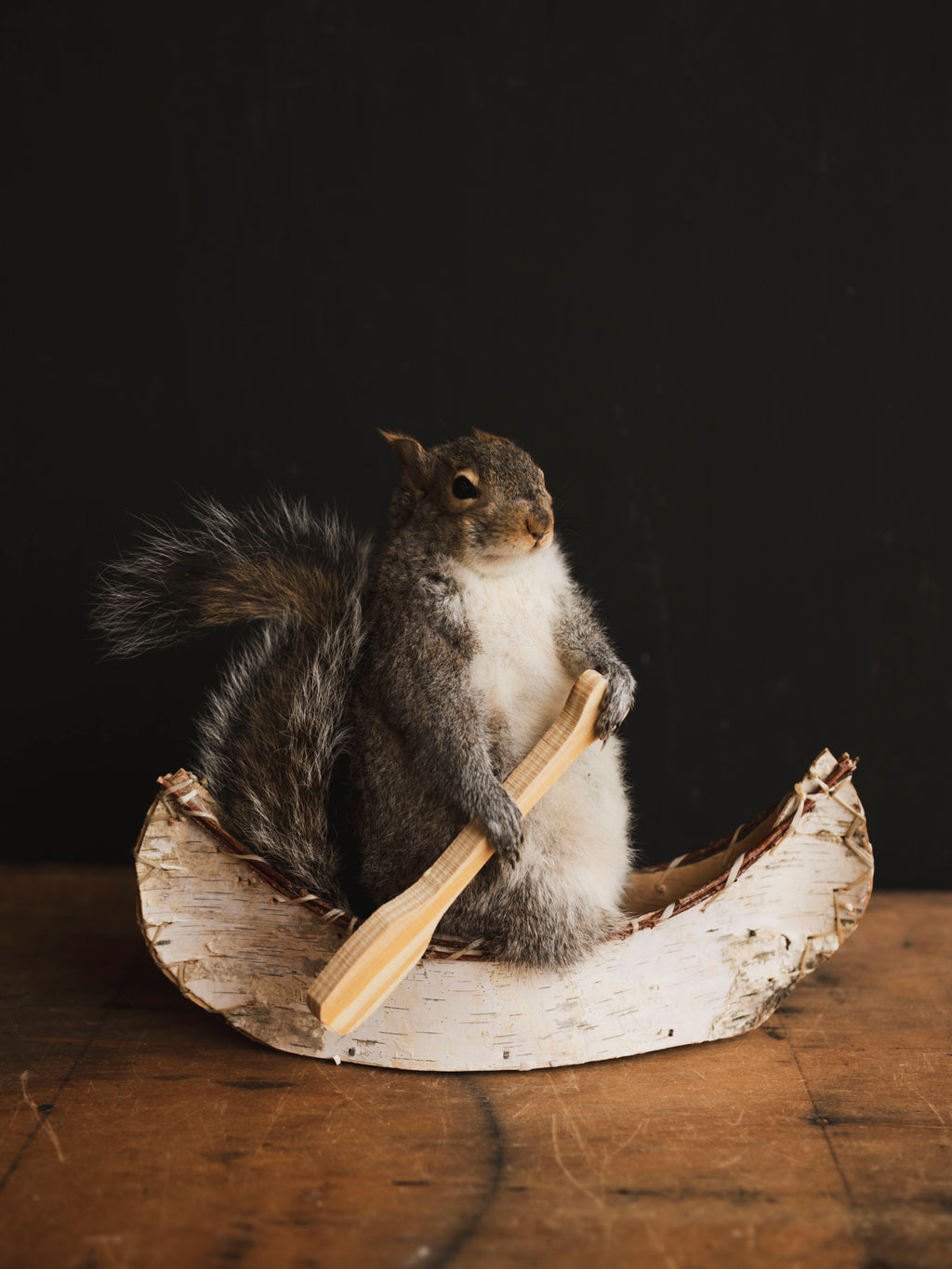 Canoe Squirrel Taxidermy (Porthos), TA432