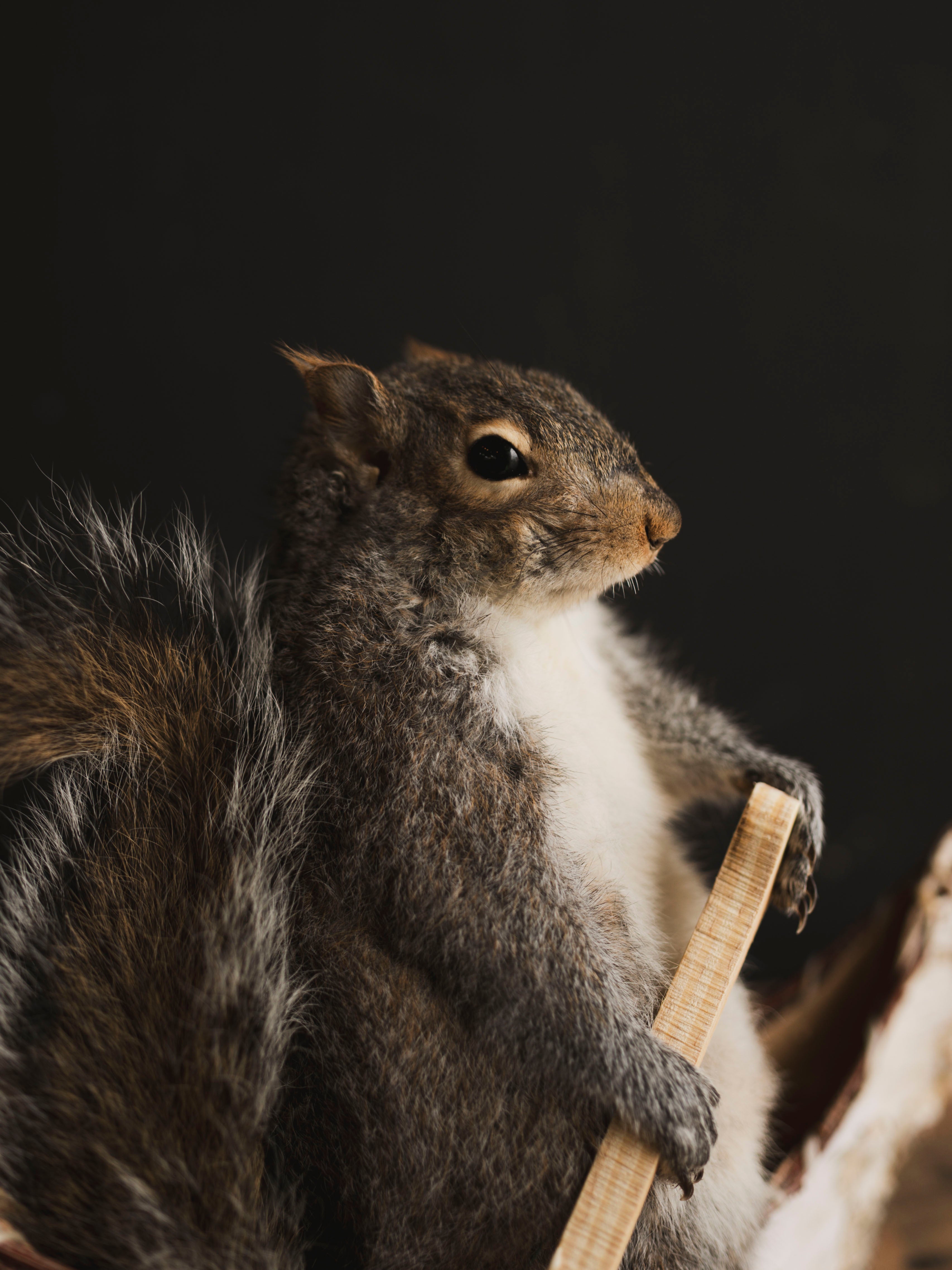 Canoe Squirrel Taxidermy (Porthos), TA432