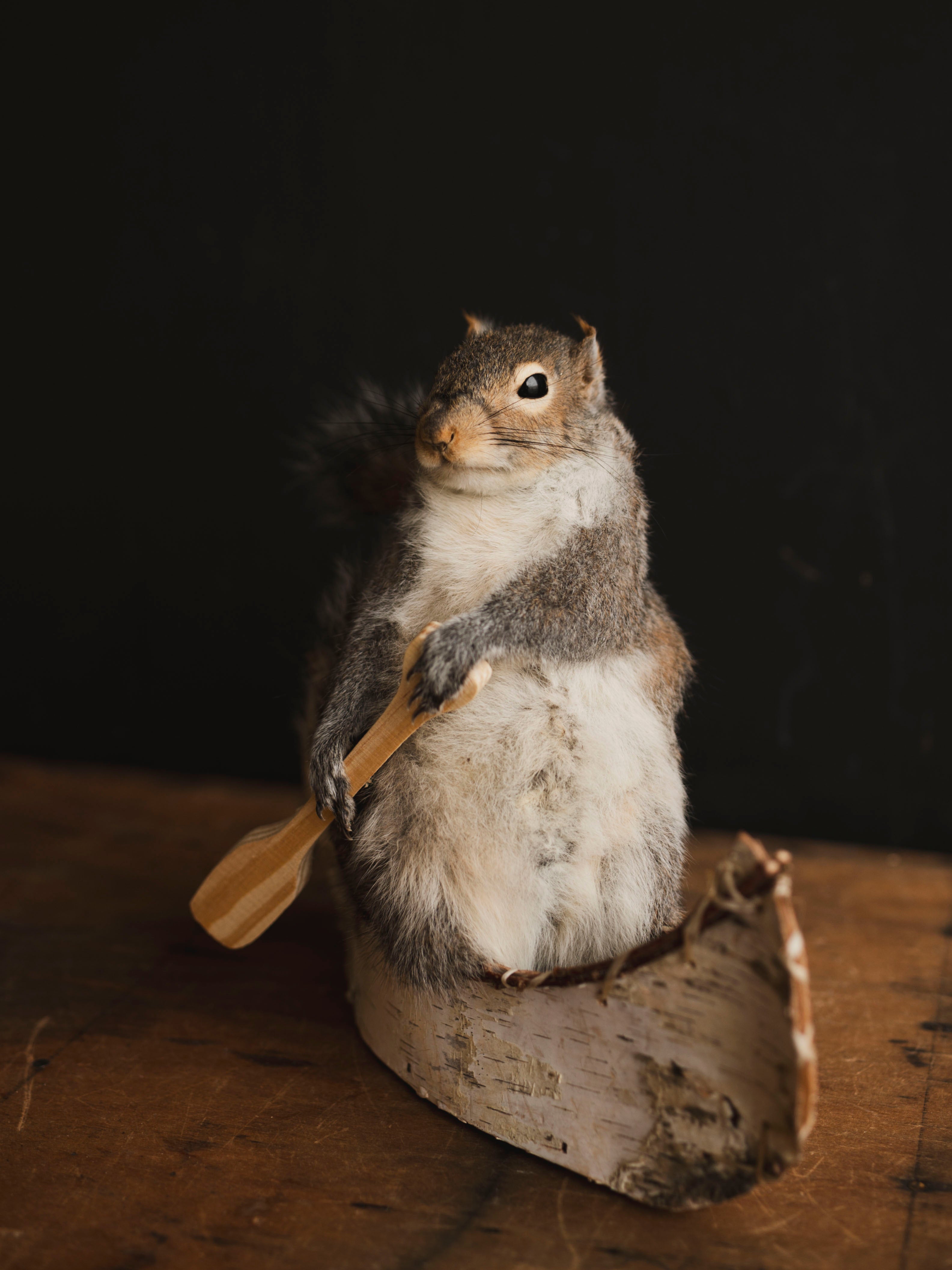Canoe Squirrel Taxidermy (Porthos), TA432
