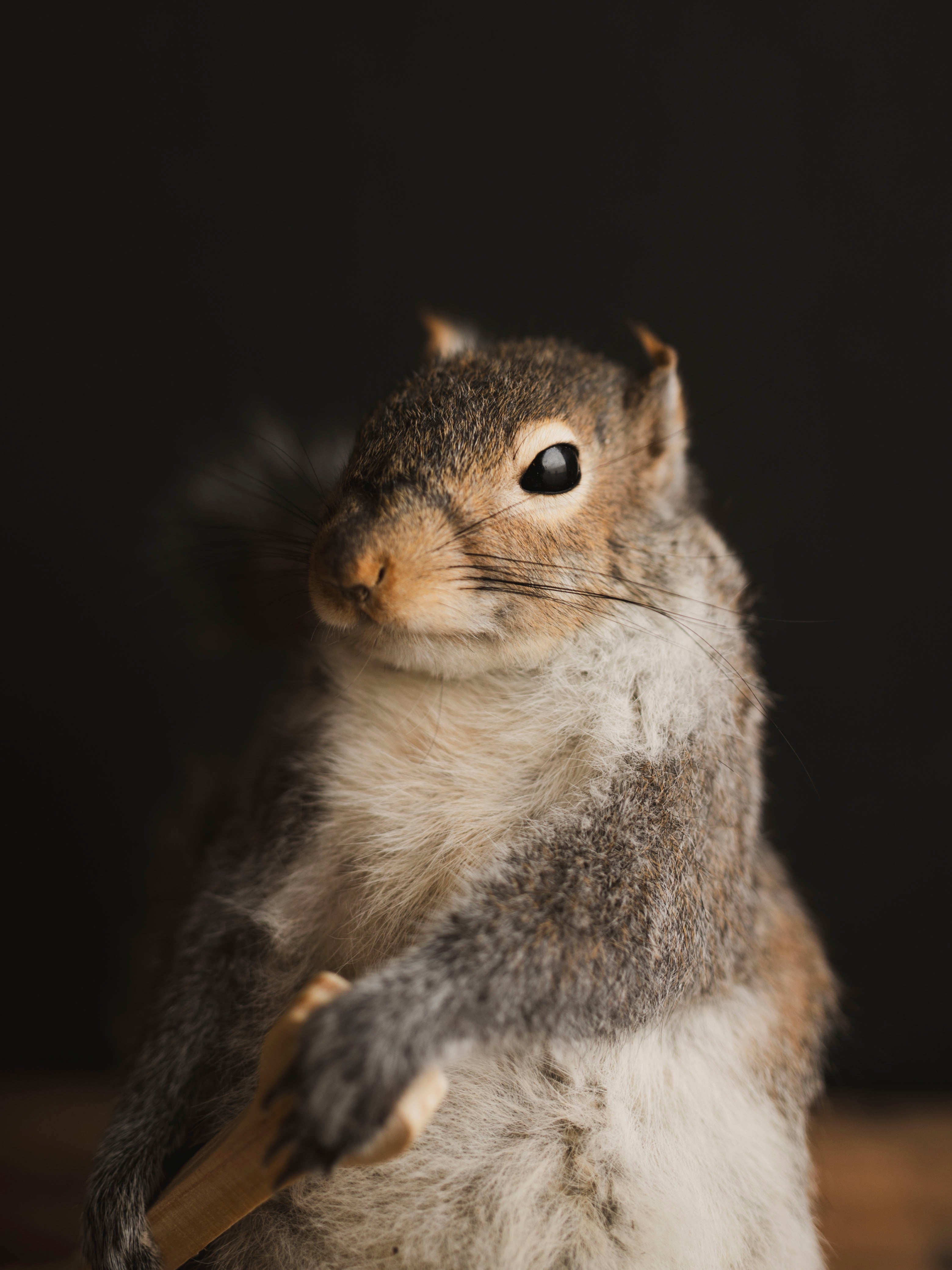Canoe Squirrel Taxidermy (Porthos), TA432