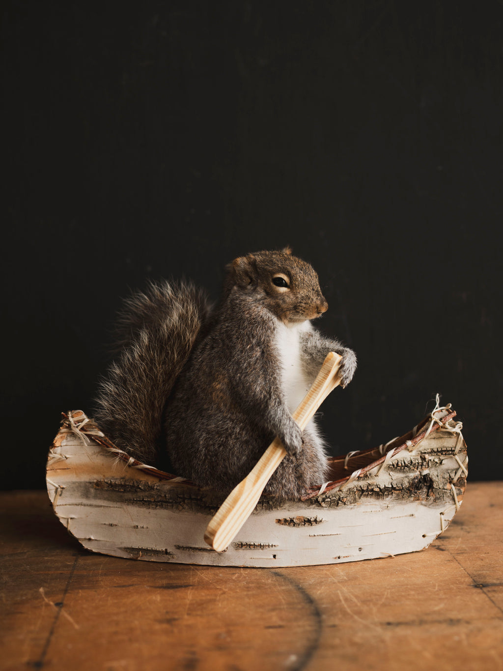 Canoe Squirrel Taxidermy (Aramis), TA433