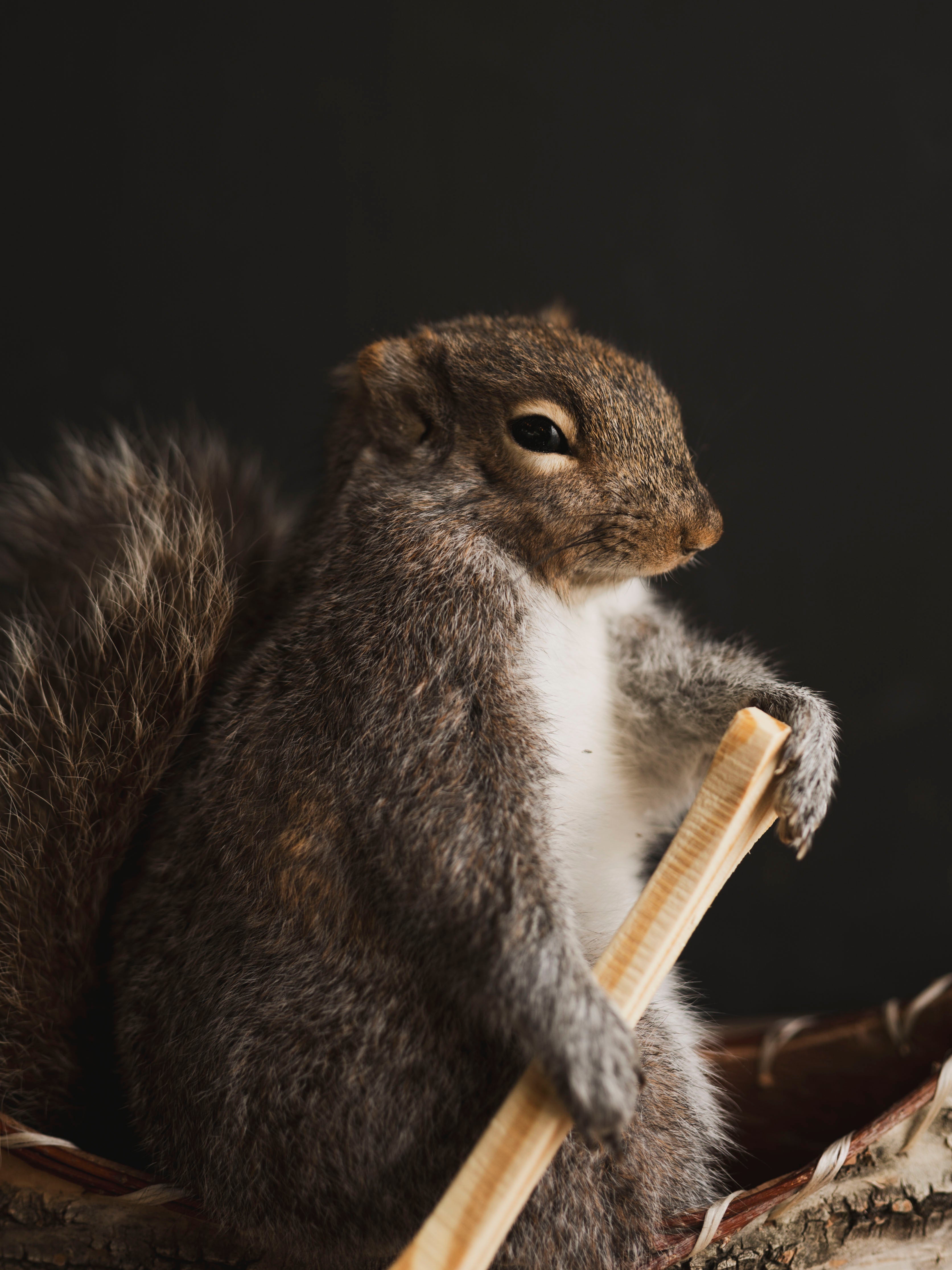 Canoe Squirrel Taxidermy (Aramis), TA433