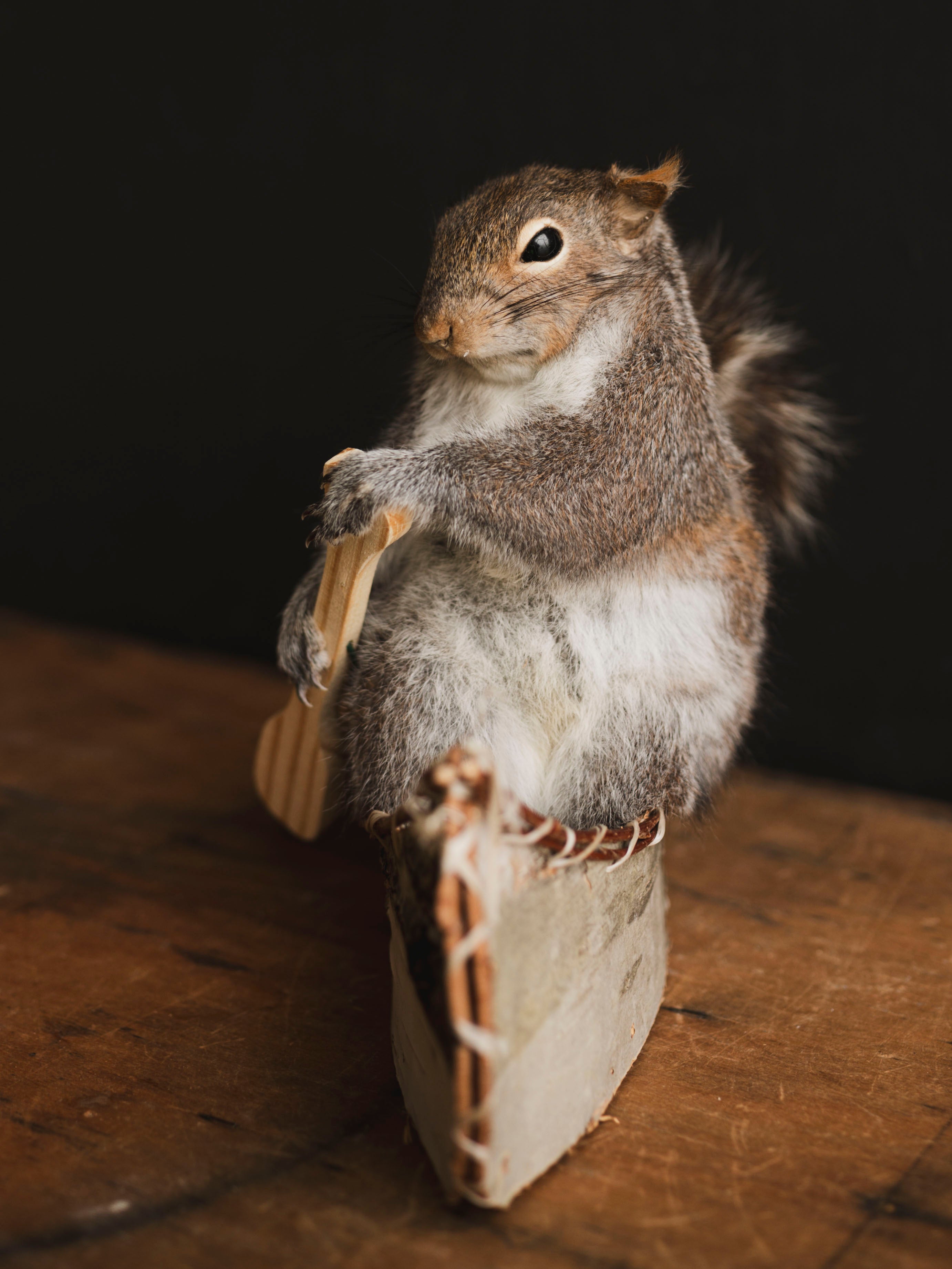 Canoe Squirrel Taxidermy (Aramis), TA433