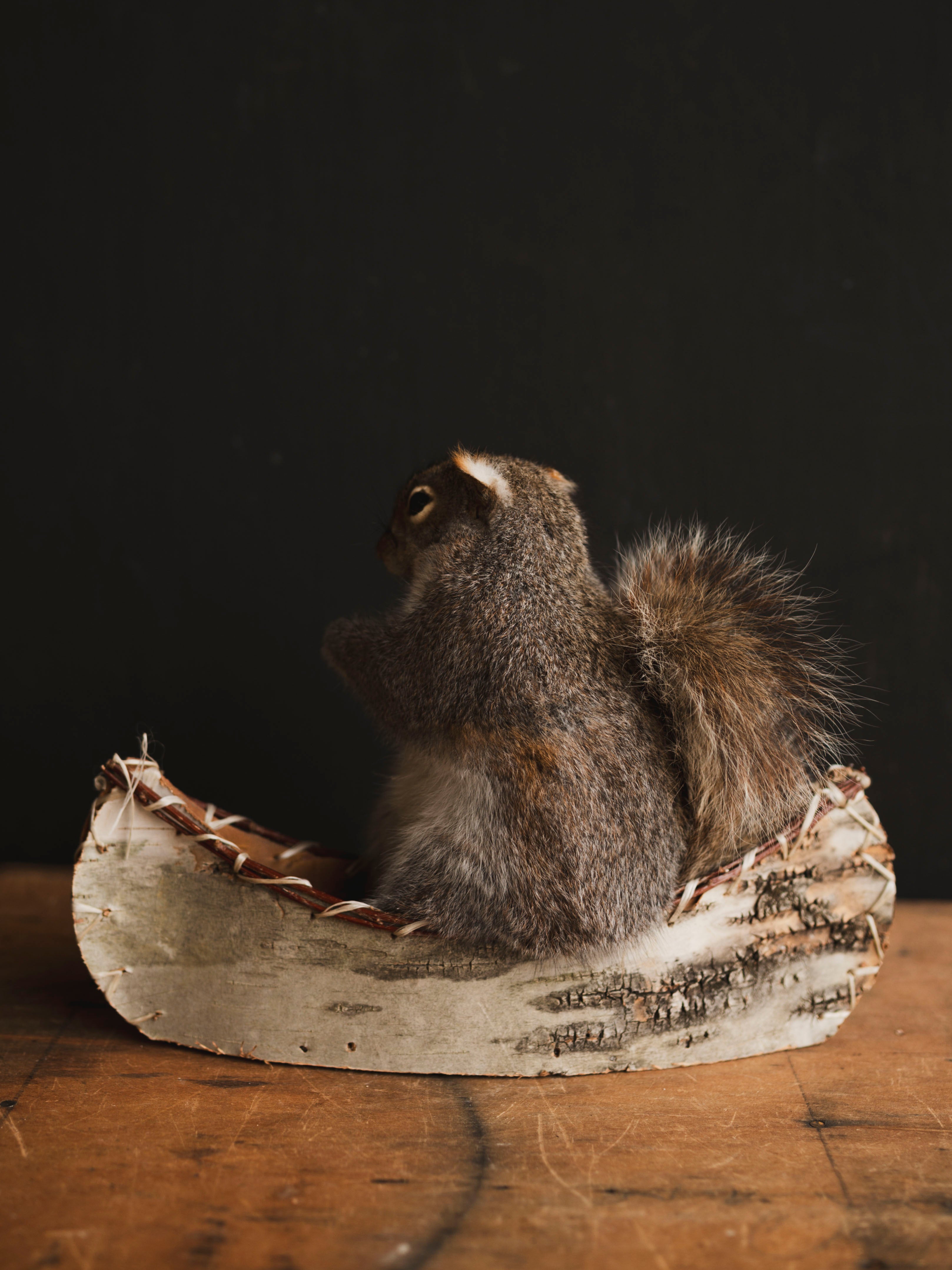 Canoe Squirrel Taxidermy (Aramis), TA433