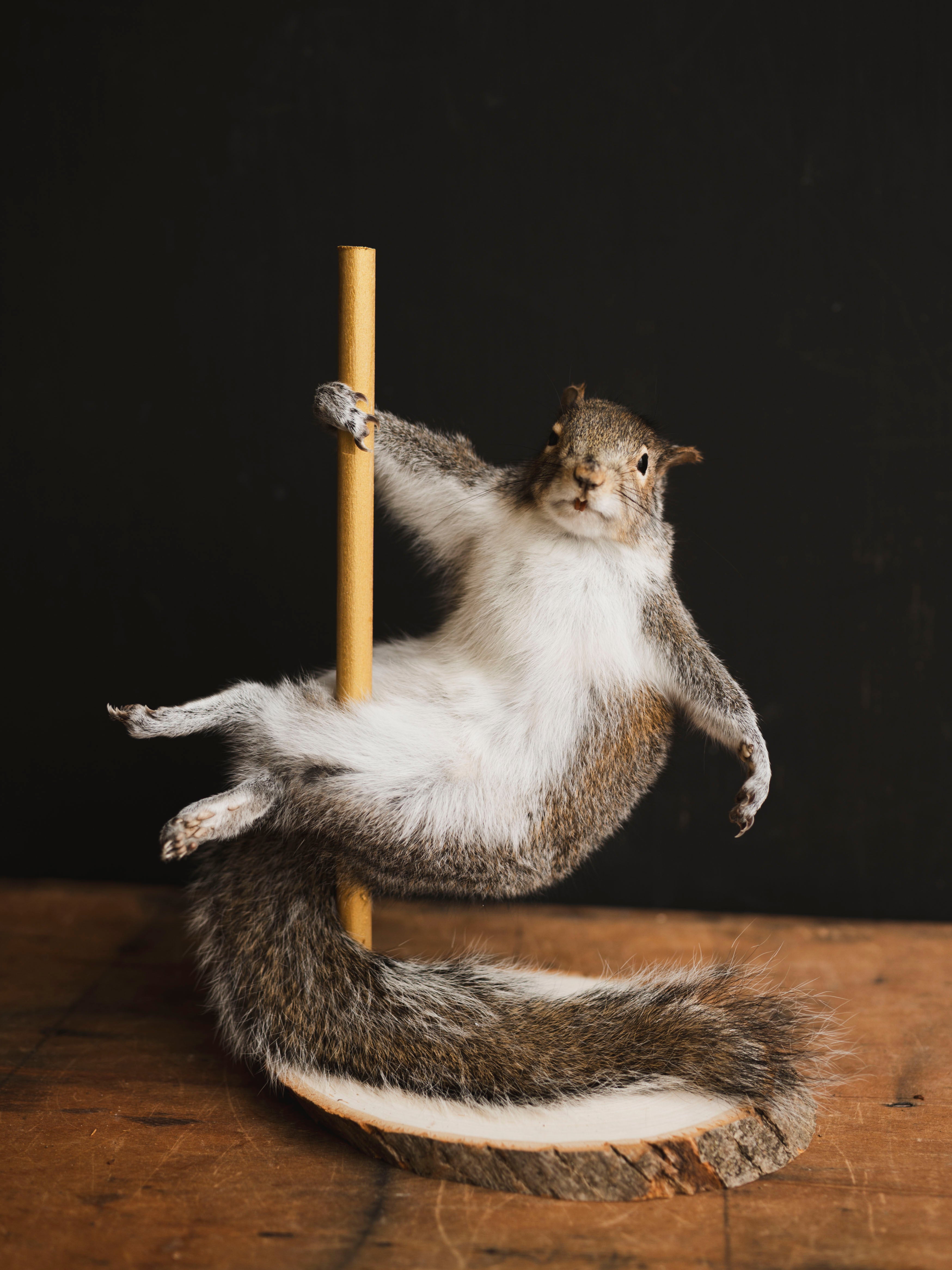 Stripper Squirrel Taxidermy (Lola), TA404