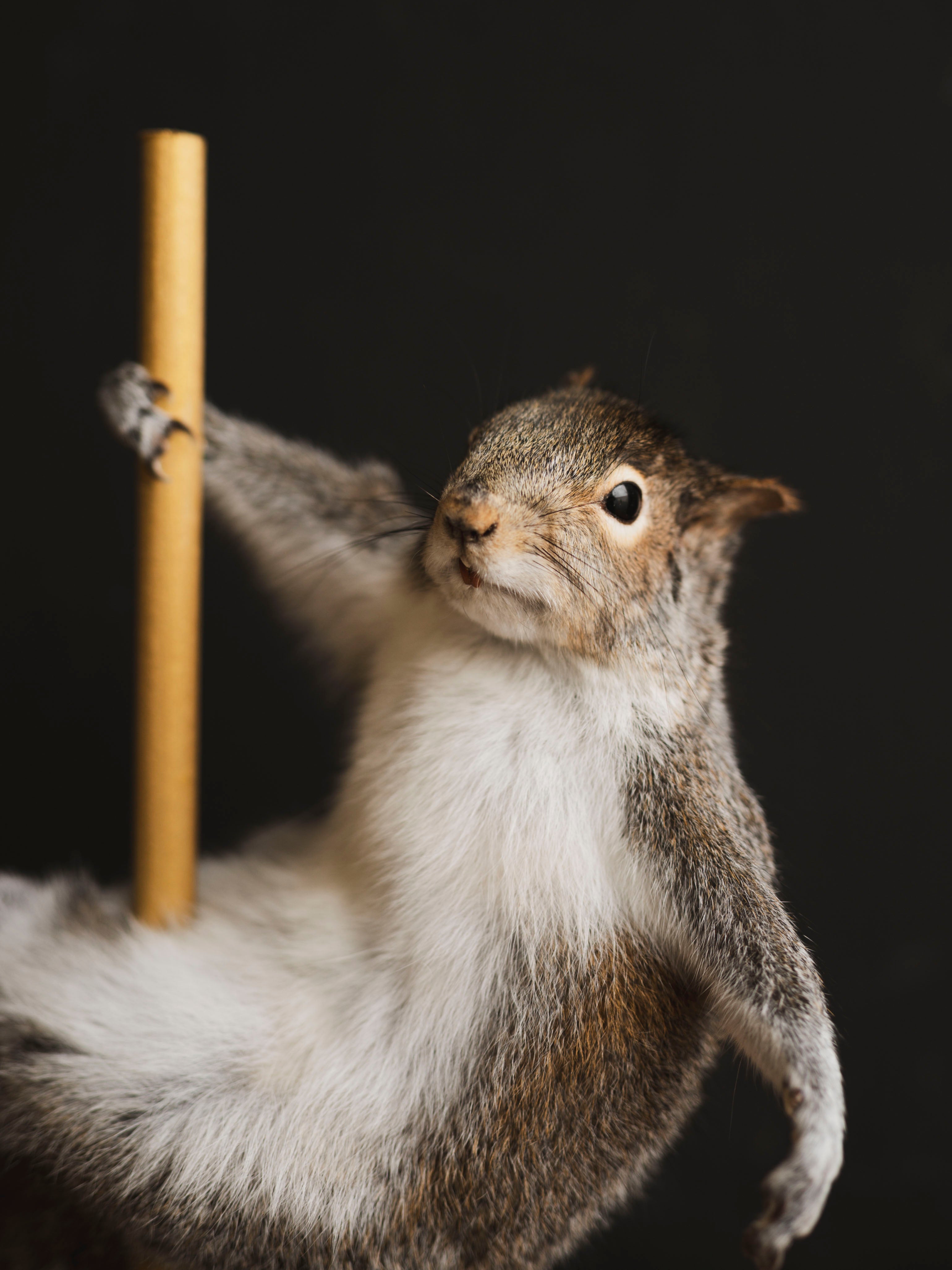 Stripper Squirrel Taxidermy (Lola), TA404
