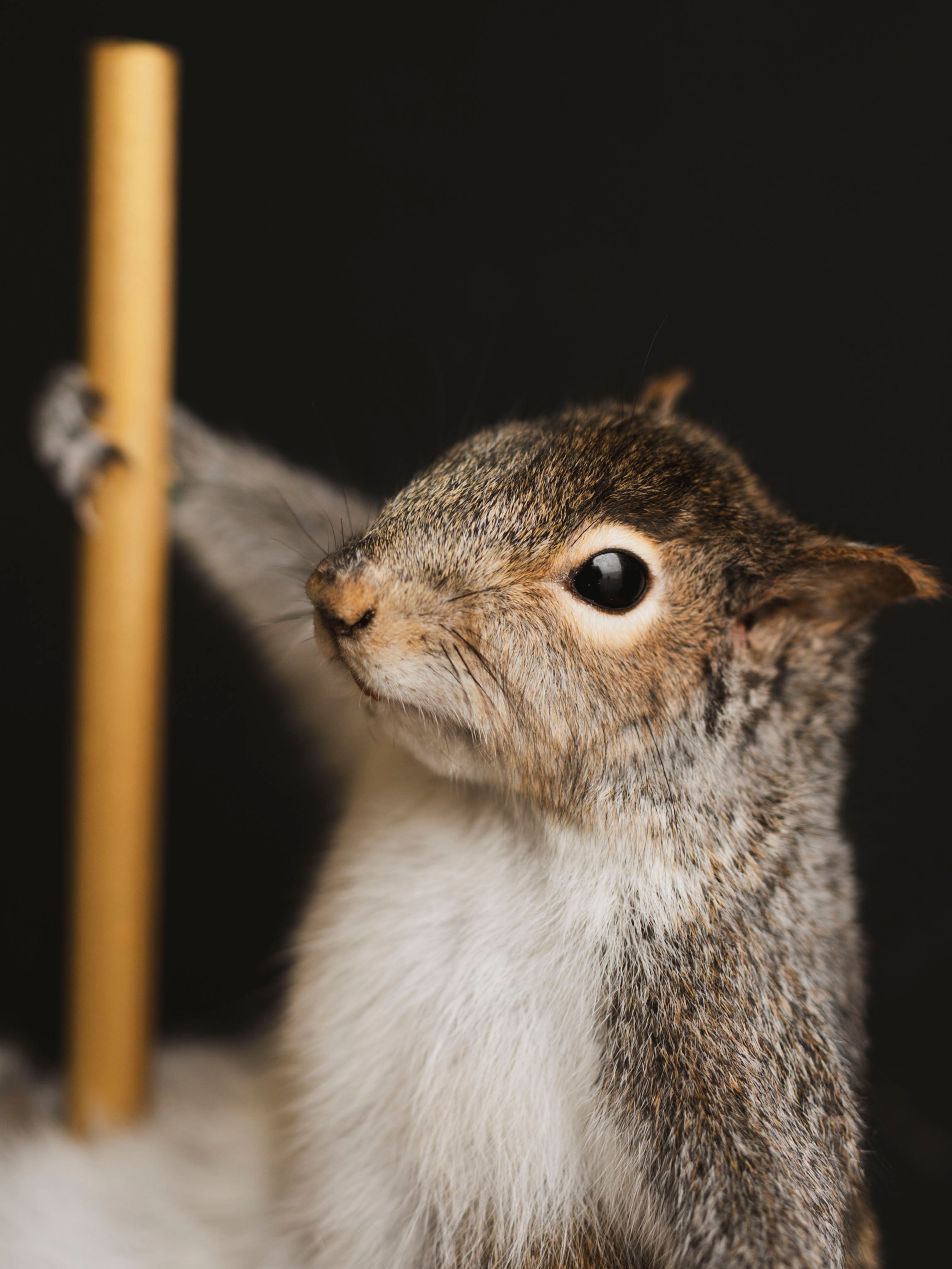 Stripper Squirrel Taxidermy (Lola), TA404