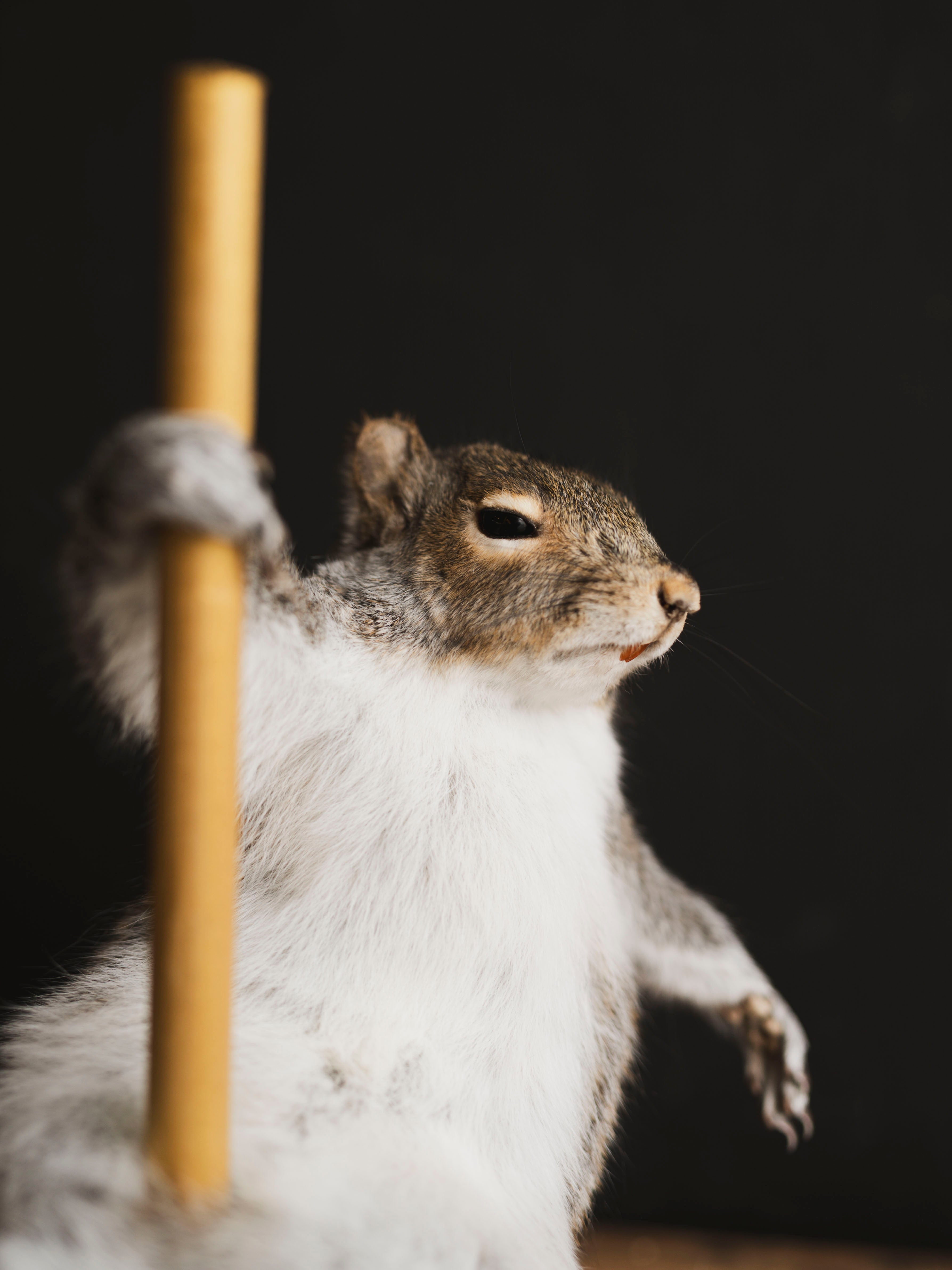 Stripper Squirrel Taxidermy (Lola), TA404