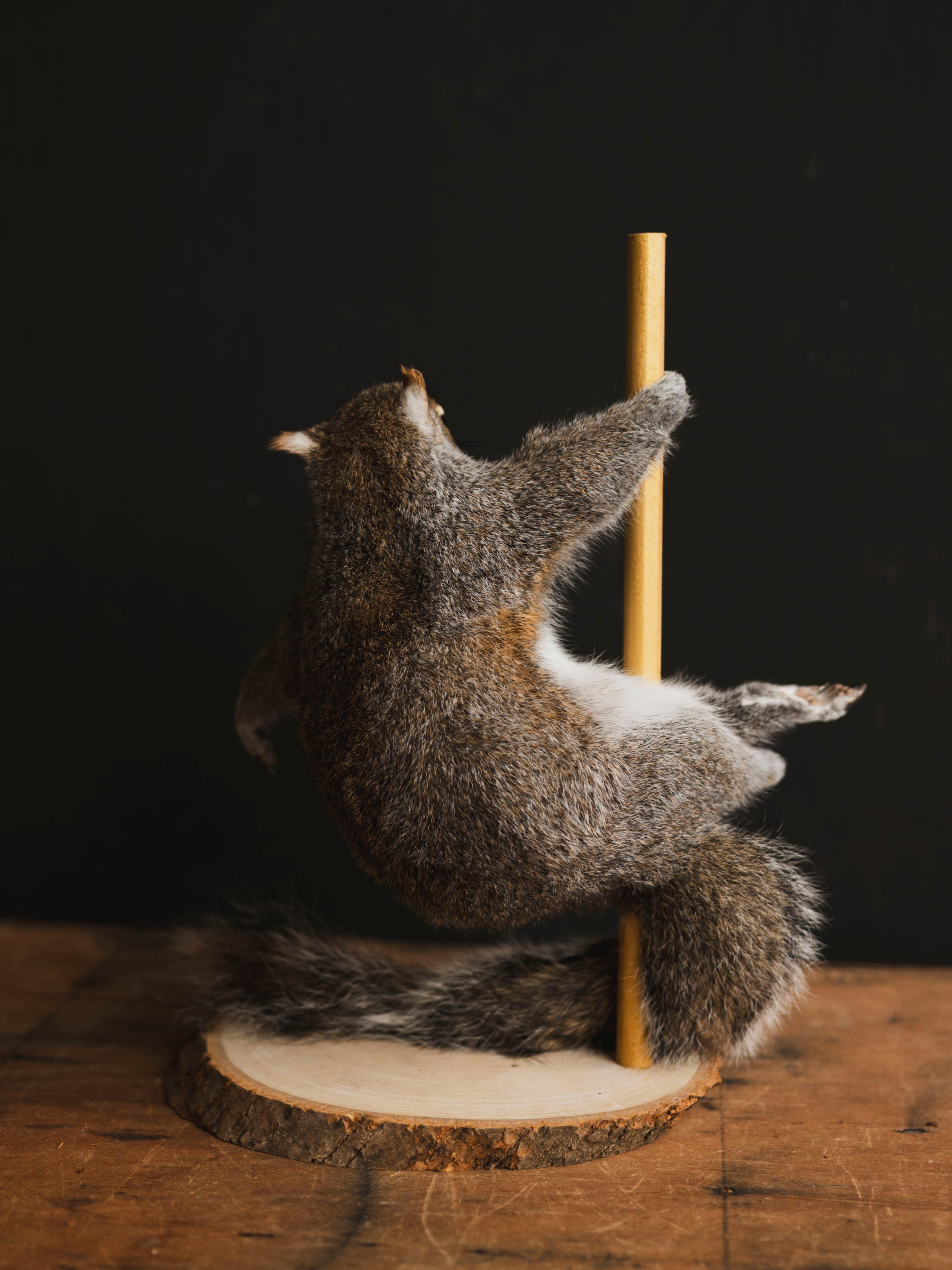 Stripper Squirrel Taxidermy (Lola), TA404