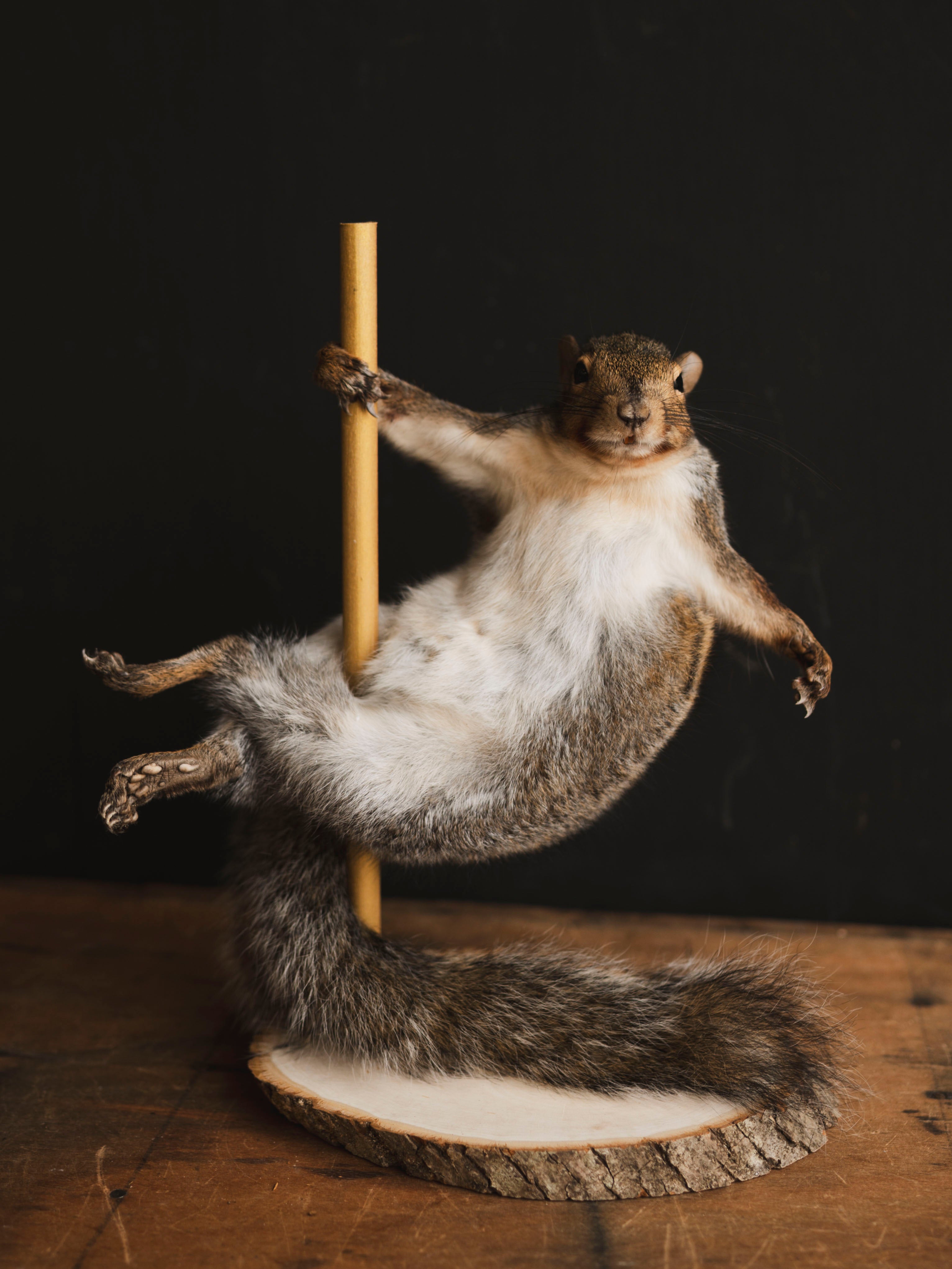 Stripper Squirrel Taxidermy (Kitty), TA405