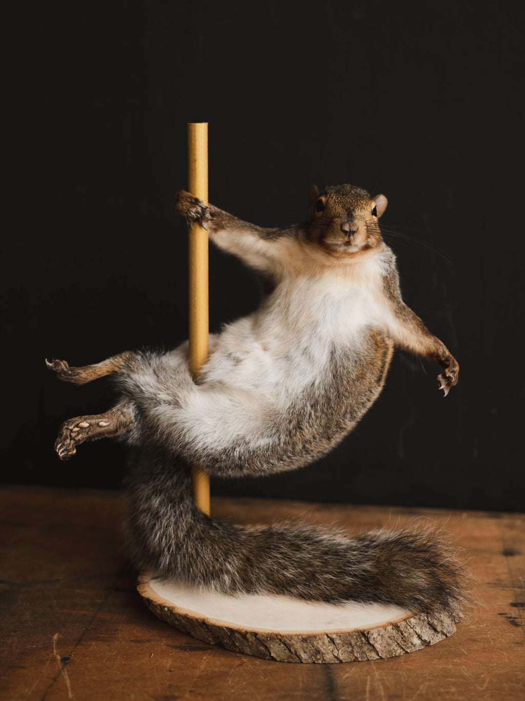 Stripper Squirrel Taxidermy (Kitty), TA405