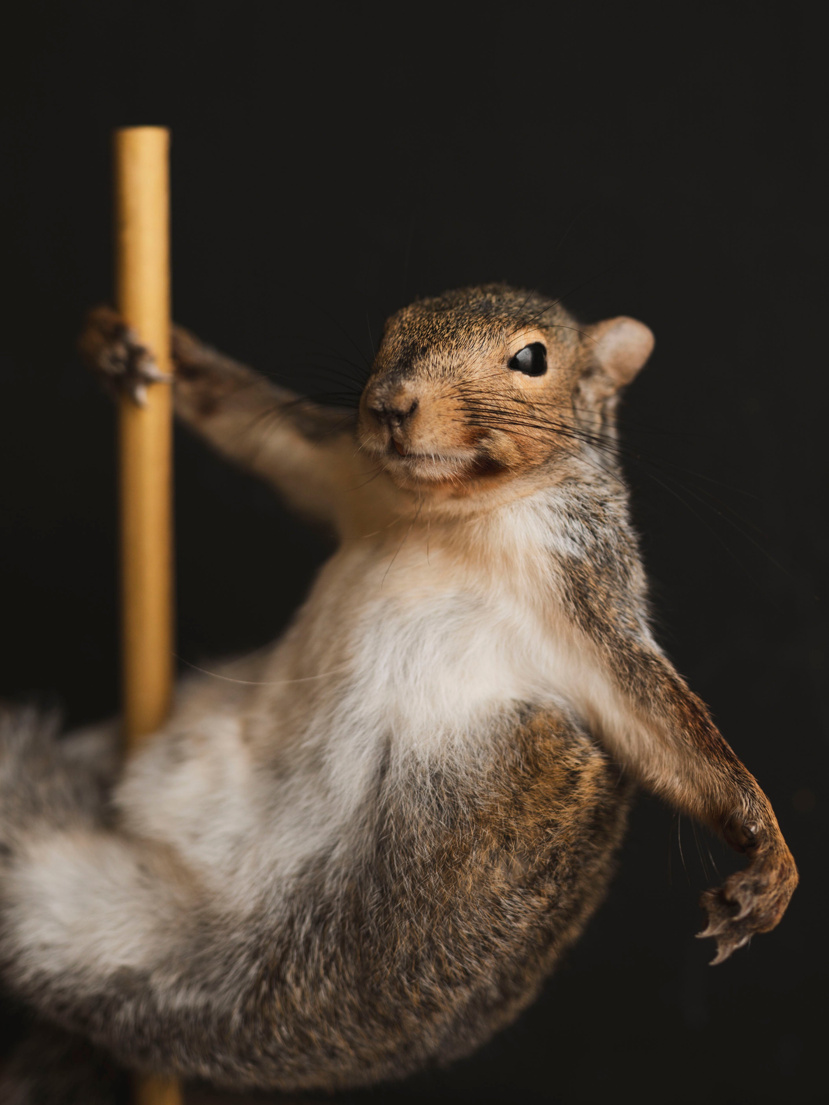 Stripper Squirrel Taxidermy (Kitty), TA405