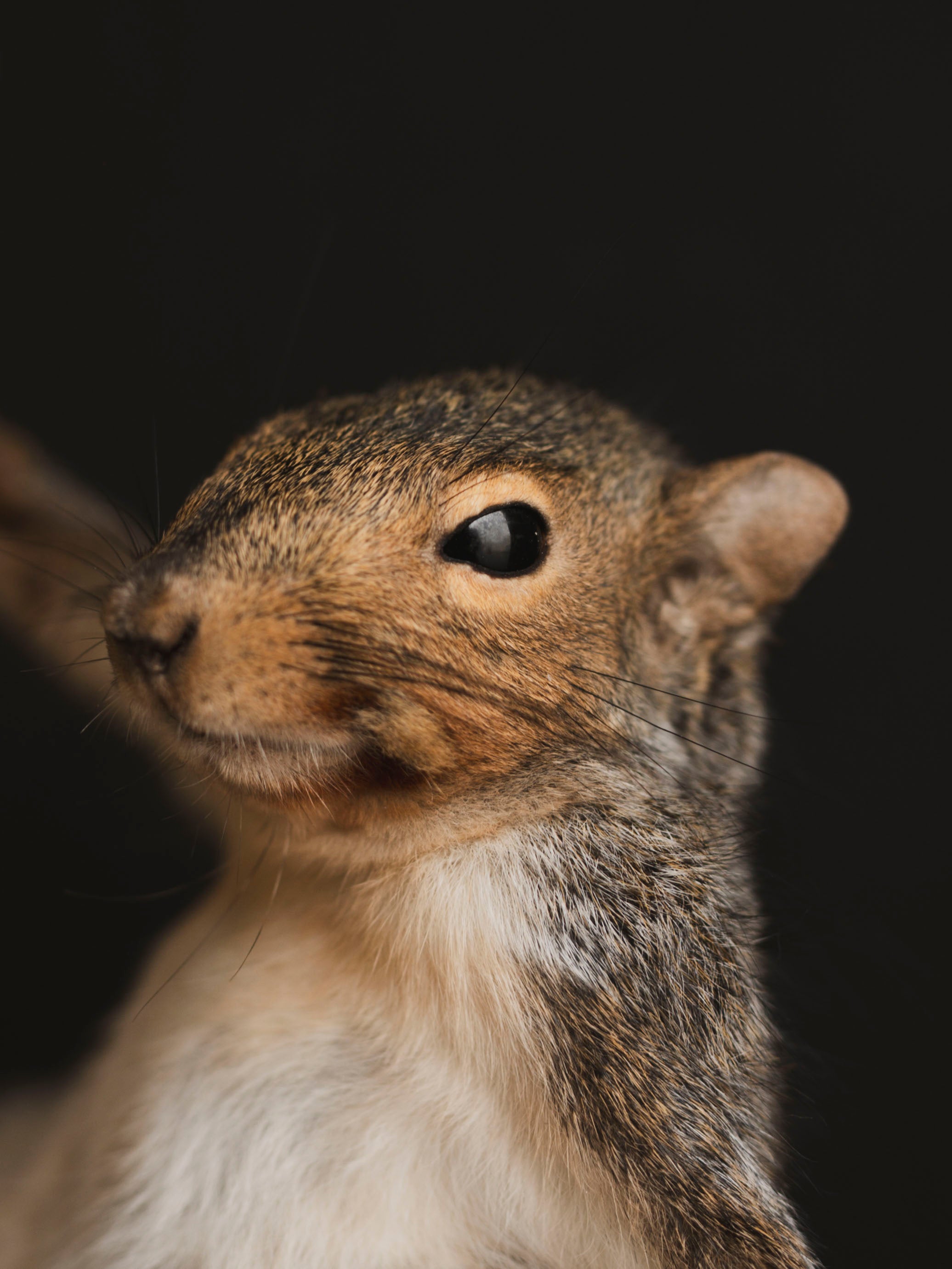 Stripper Squirrel Taxidermy (Kitty), TA405