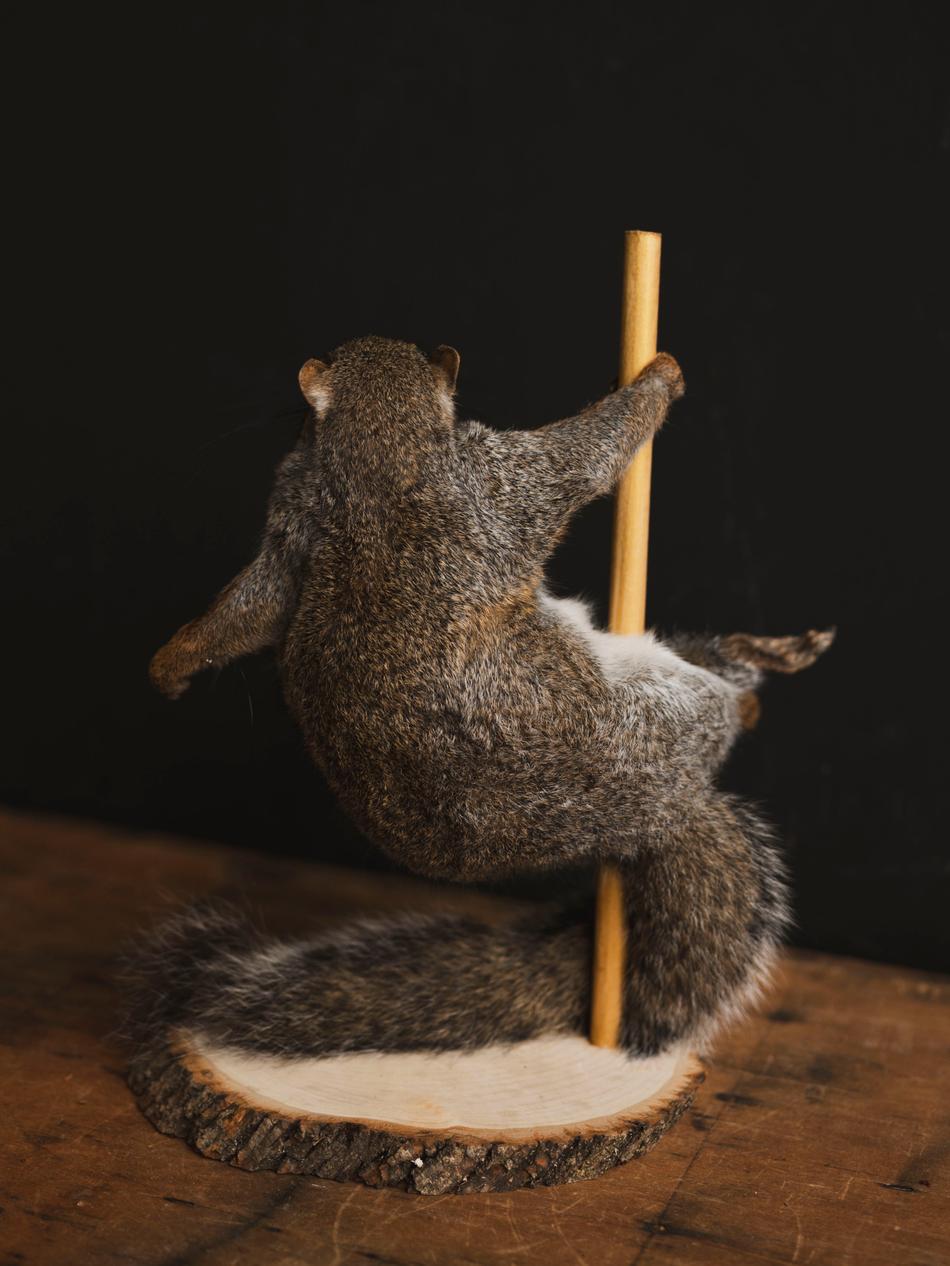 Stripper Squirrel Taxidermy (Kitty), TA405