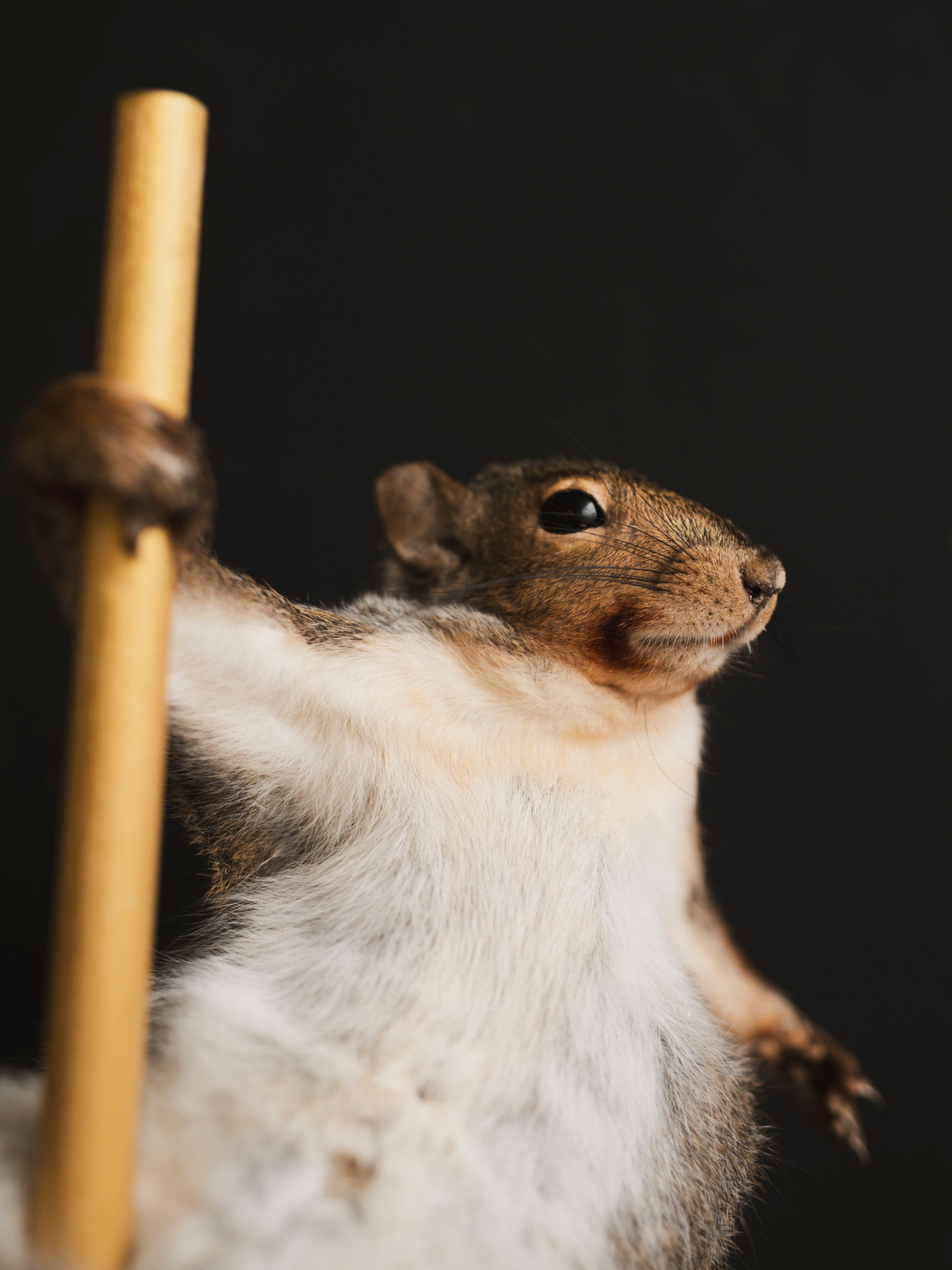 Stripper Squirrel Taxidermy (Kitty), TA405