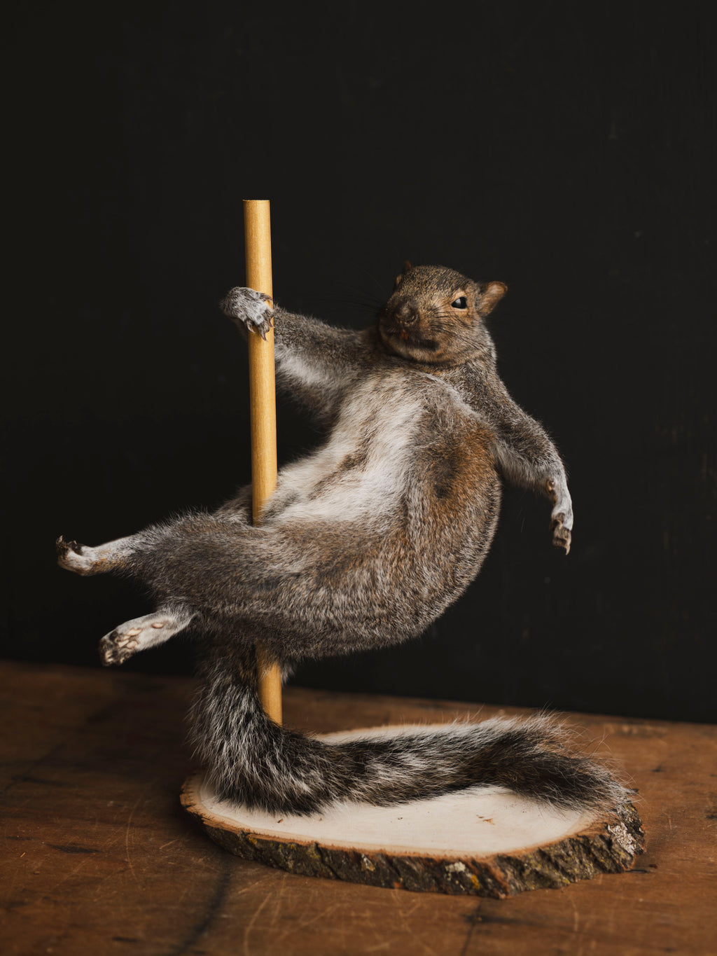 Stripper Squirrel Taxidermy (Scarlet), TA406