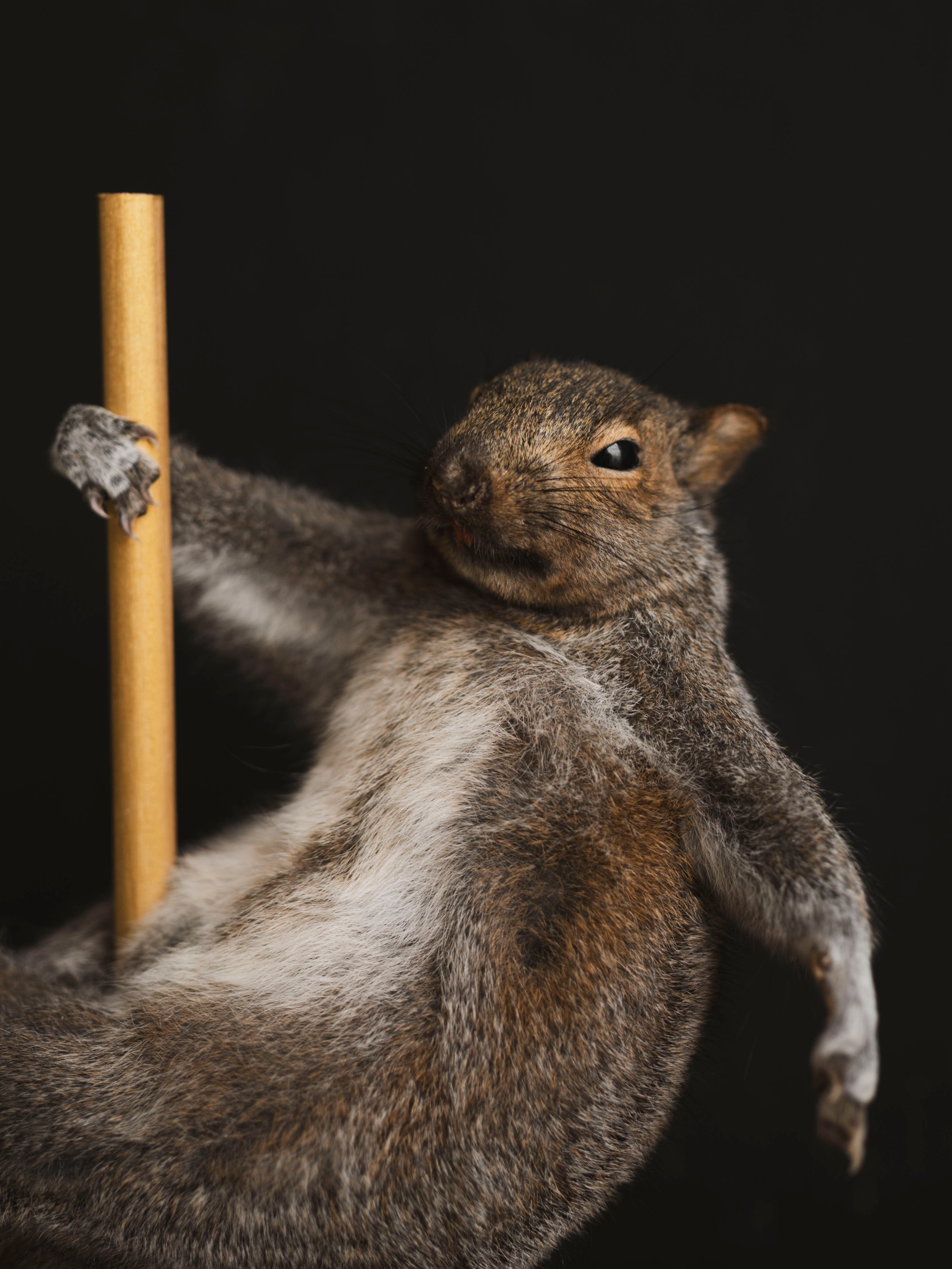 Stripper Squirrel Taxidermy (Scarlet), TA406