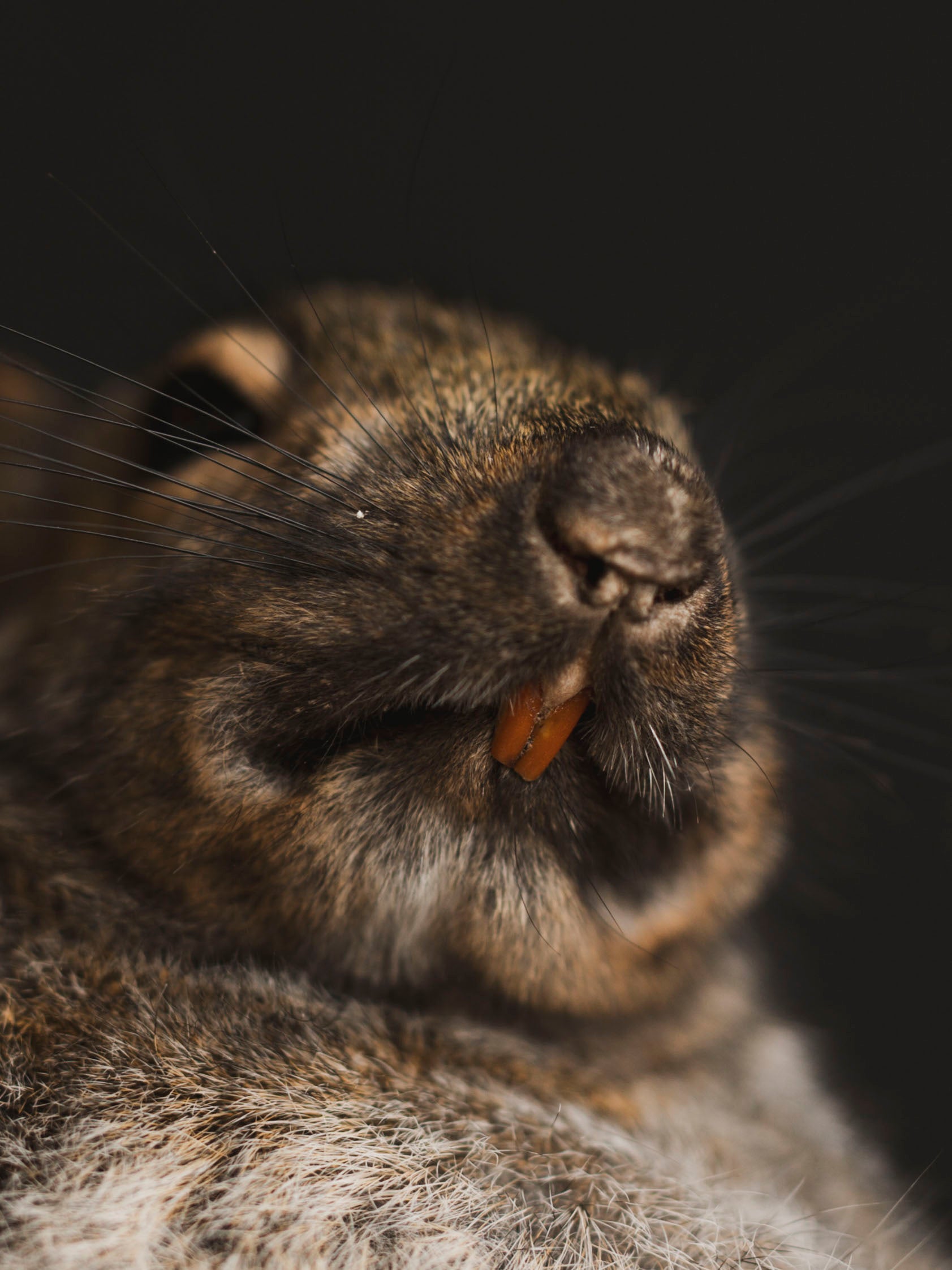 Stripper Squirrel Taxidermy (Scarlet), TA406