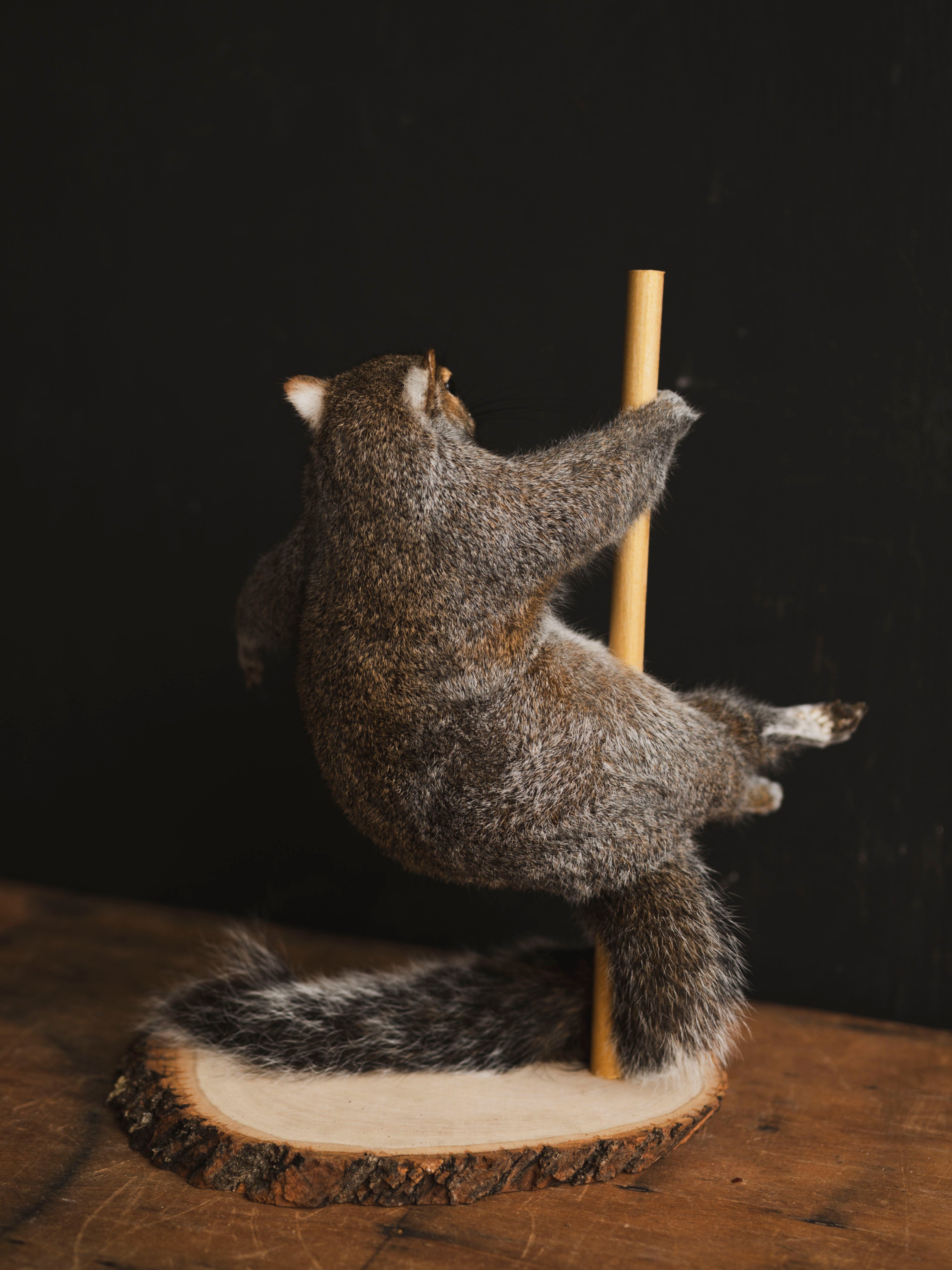 Stripper Squirrel Taxidermy (Scarlet), TA406