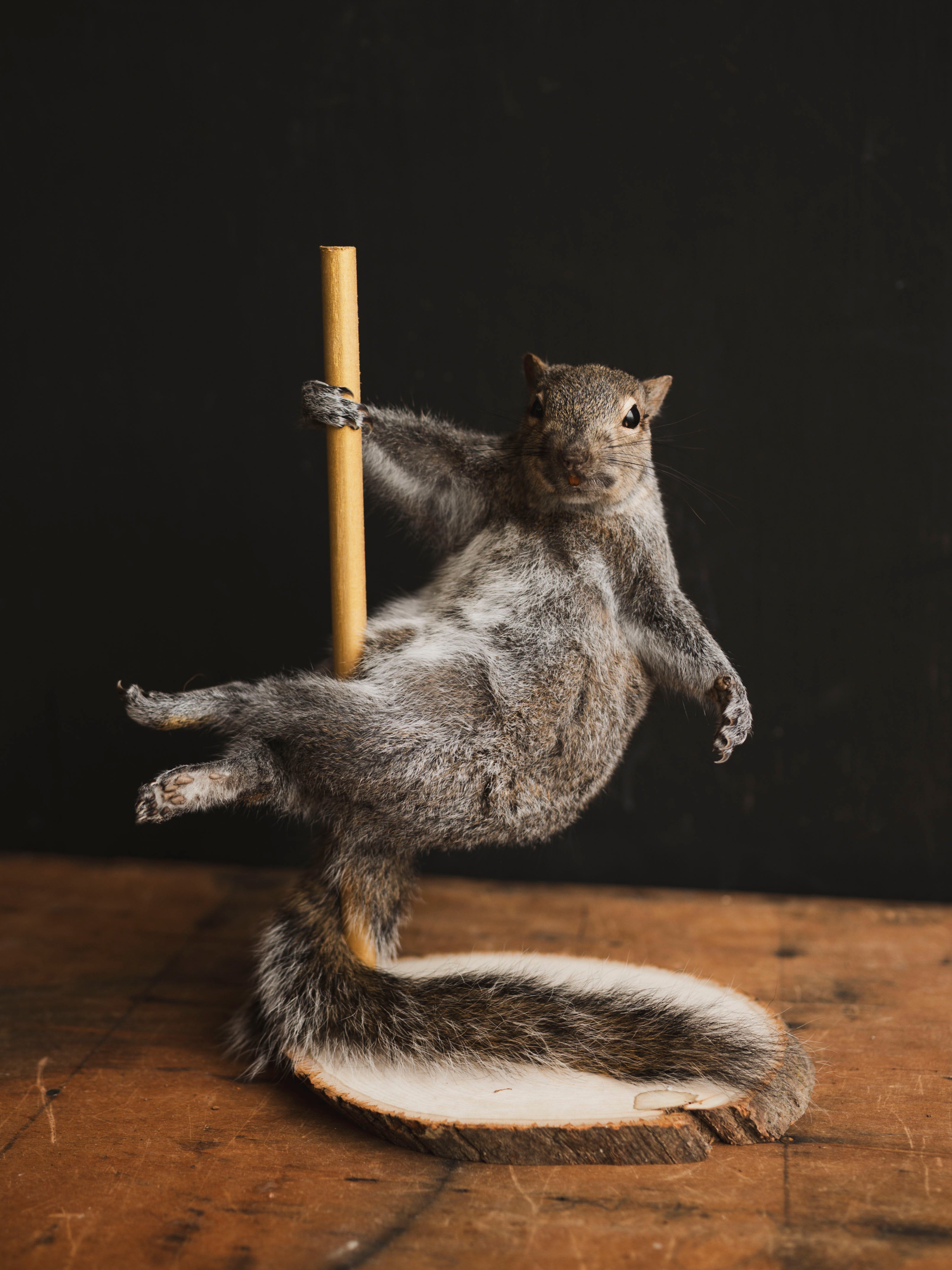Stripper Squirrel Taxidermy (Trixie), TA407