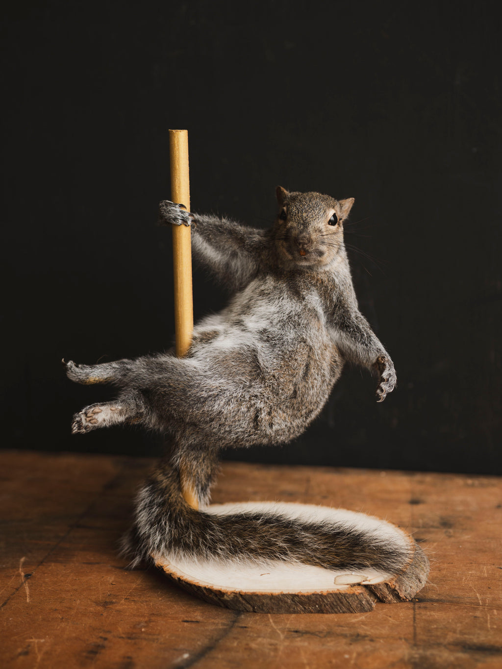 Stripper Squirrel Taxidermy (Trixie), TA407