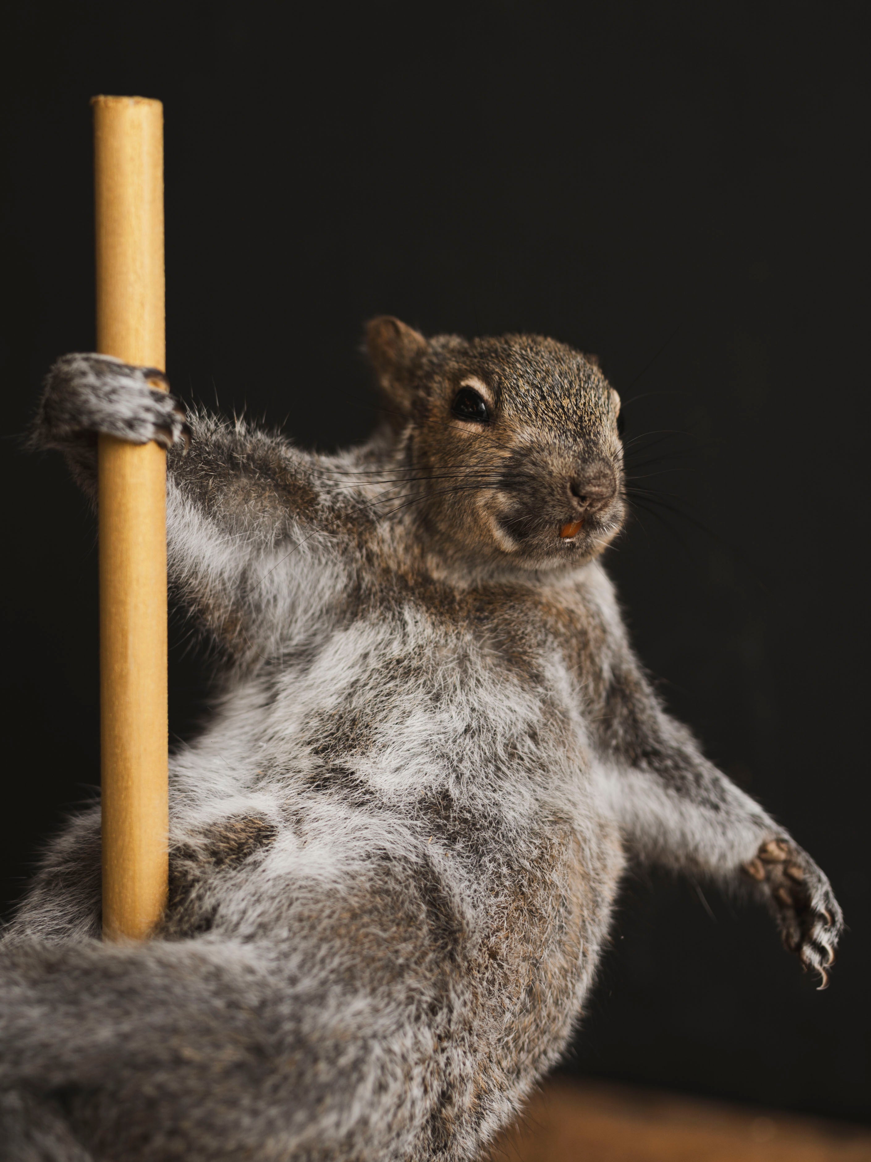 Stripper Squirrel Taxidermy (Trixie), TA407