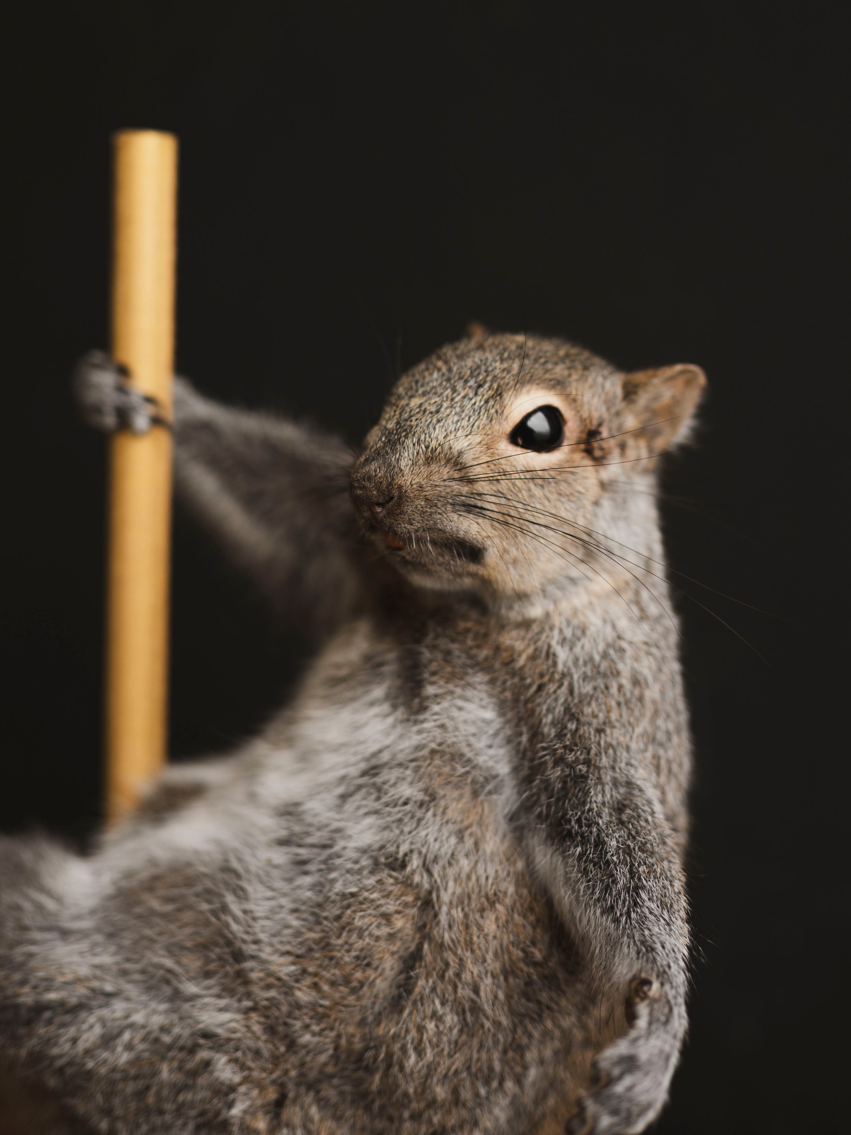 Stripper Squirrel Taxidermy (Trixie), TA407