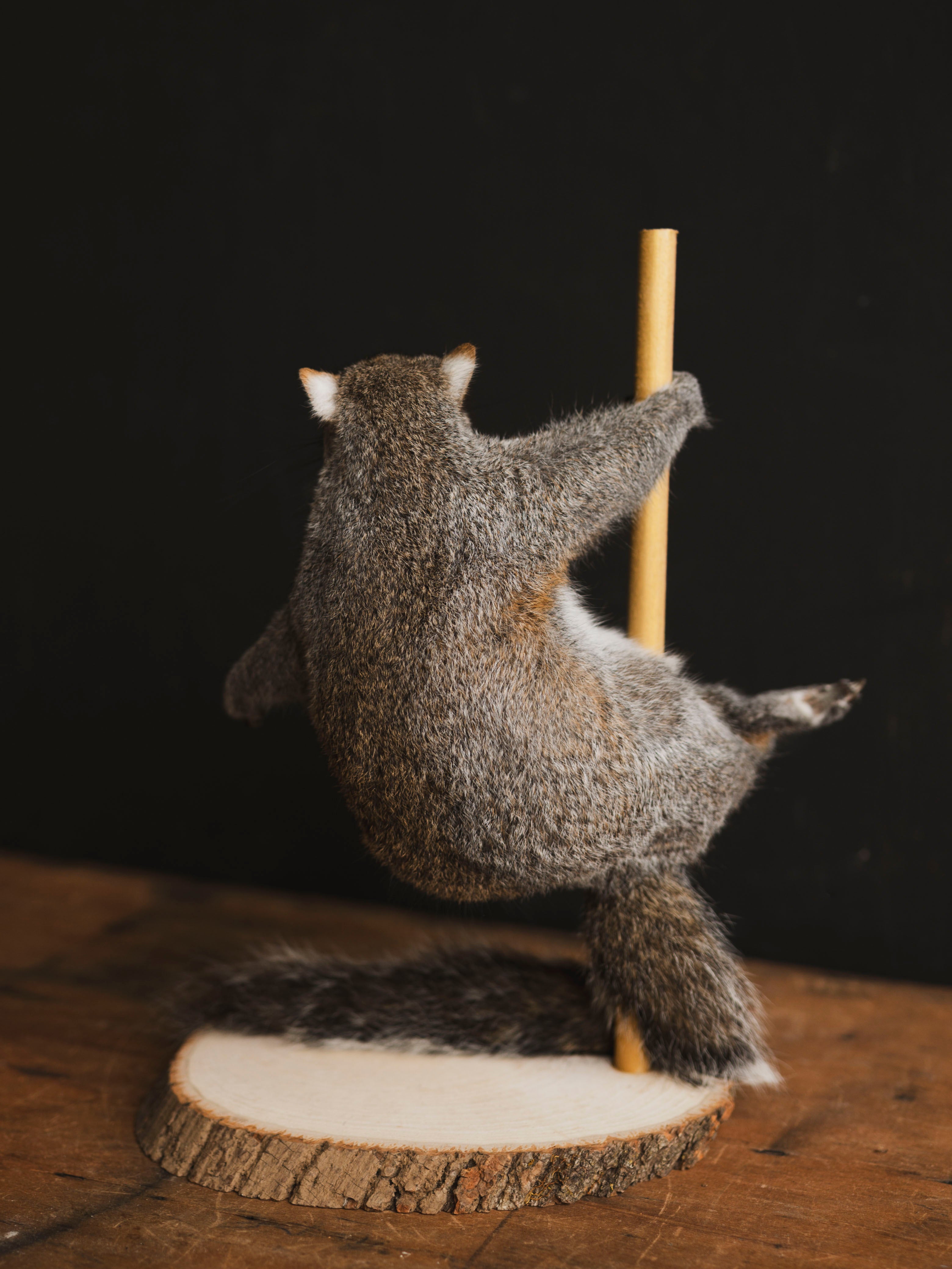 Stripper Squirrel Taxidermy (Trixie), TA407