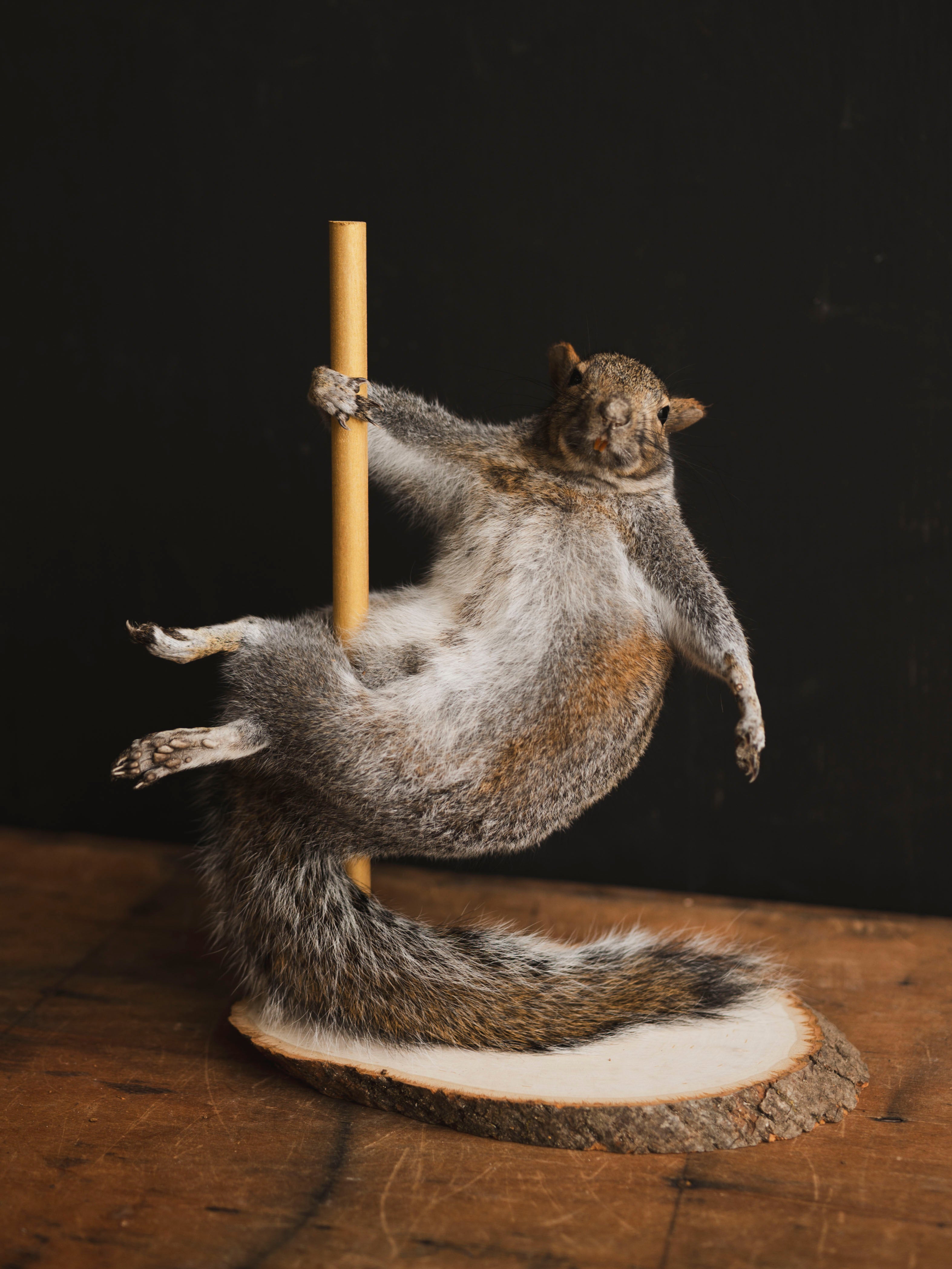 Stripper Squirrel Taxidermy (Misty), TA408
