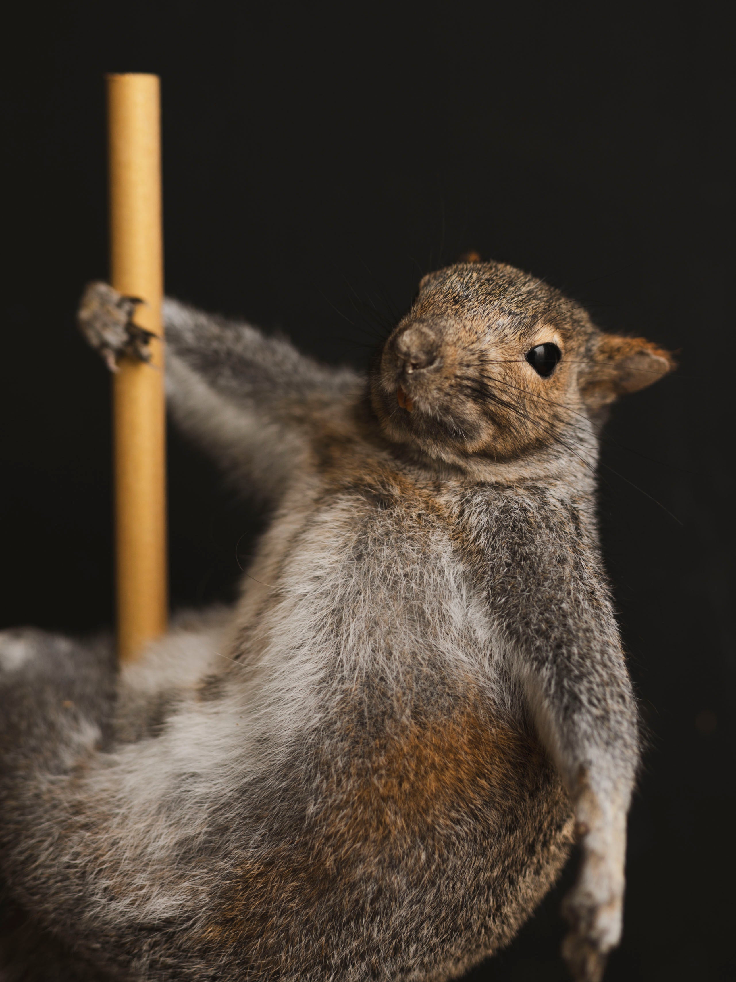 Stripper Squirrel Taxidermy (Misty), TA408